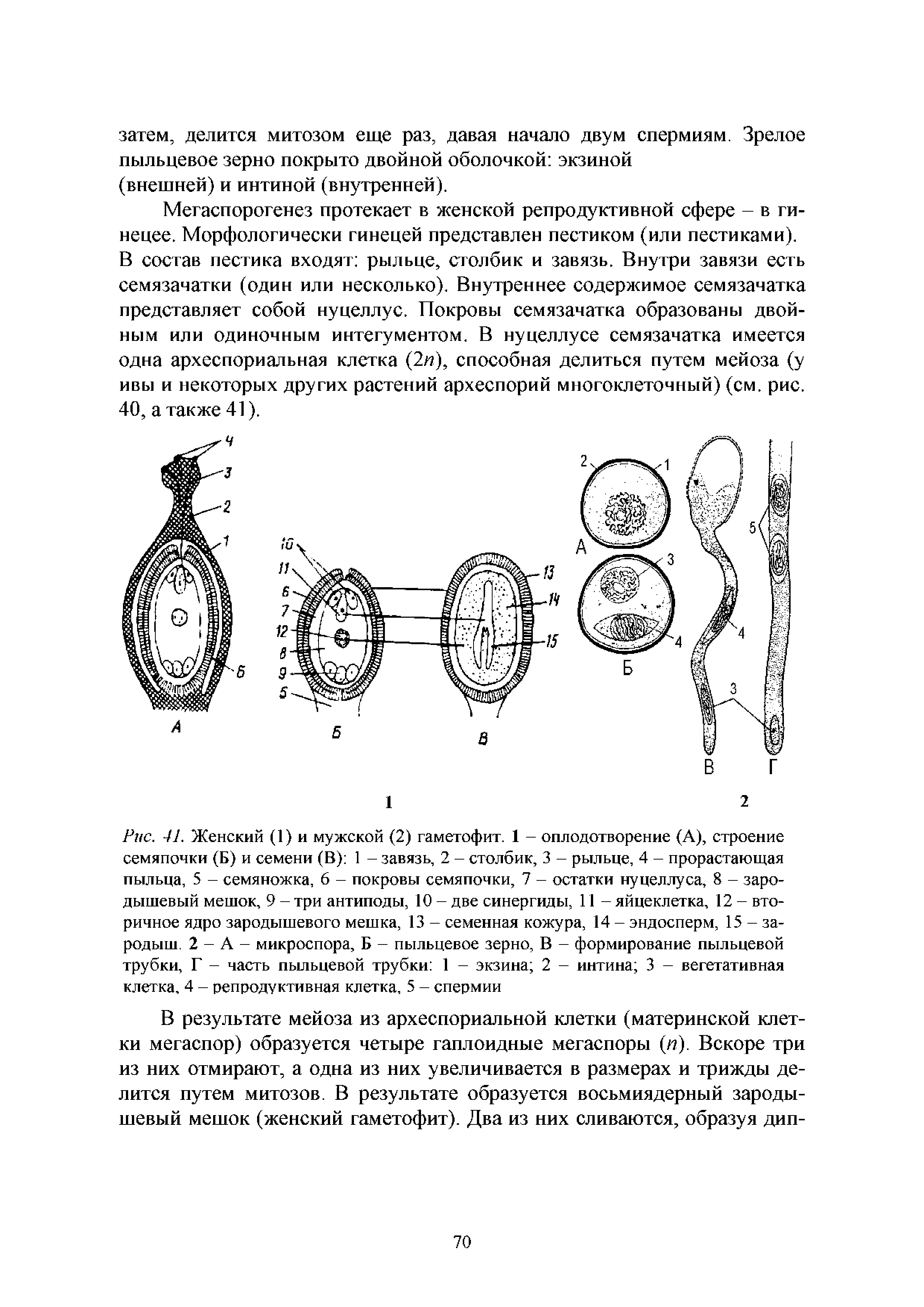 Рис. 41. Женский (1) и мужской (2) гаметофит. 1 - оплодотворение (А), строение семяпочки (Б) и семени (В) 1 - завязь, 2 - столбик, 3 - рыльце, 4 - прорастающая пыльца, 5 - семяножка, 6 - покровы семяпочки, 7 - остатки нуцеллуса, 8 - зародышевый мешок, 9 - три антиподы, 10 - две синергиды, 11 - яйцеклетка, 12 - вторичное ядро зародышевого мешка, 13 - семенная кожура, 14 - эндосперм, 15 - зародыш. 2 - А - микроспора, Б - пыльцевое зерно, В - формирование пыльцевой трубки, Г - часть пыльцевой трубки 1 - экзина 2 - интина 3 - вегетативная клетка, 4 - репродуктивная клетка, 5 - спермин...