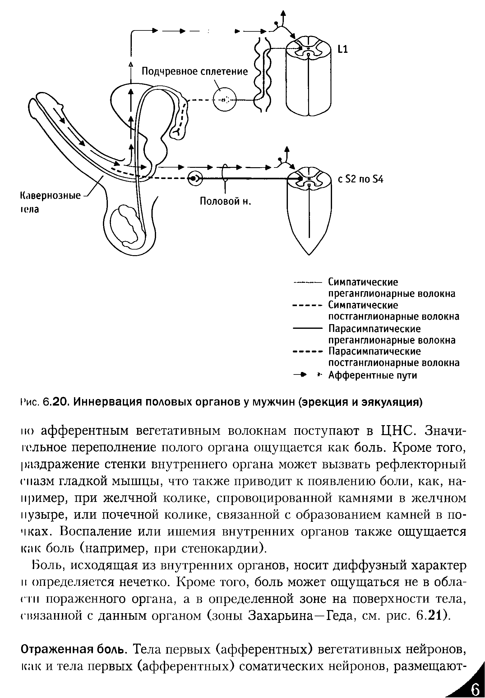 Рис. 6.20. Иннервация половых органов у мужчин (эрекция и эякуляция)...