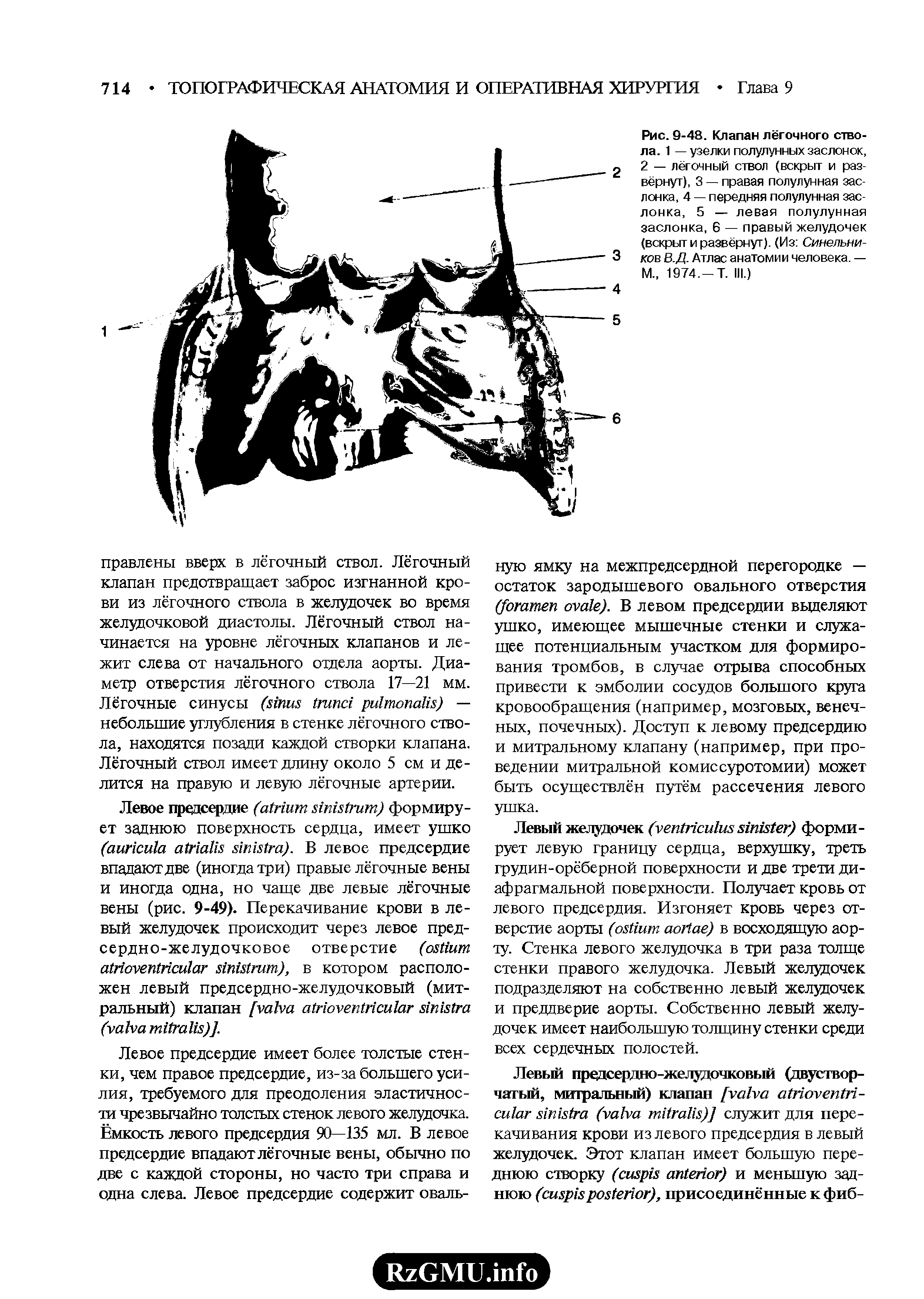 Рис. 9-48. Клапан лёгочного ствола. 1 — узелки полулунных заслонок, 2 — лёгочный ствол (вскрыт и развёрнут), 3 — правая полулунная заслонка, 4 — передняя полулунная заслонка, 5 — левая полулунная заслонка, 6 — правый желудочек (вскрыт и развёрнут). (Из Синельников В.Д. Атлас анатомии человека. — М., 1974,-Т. III.)...