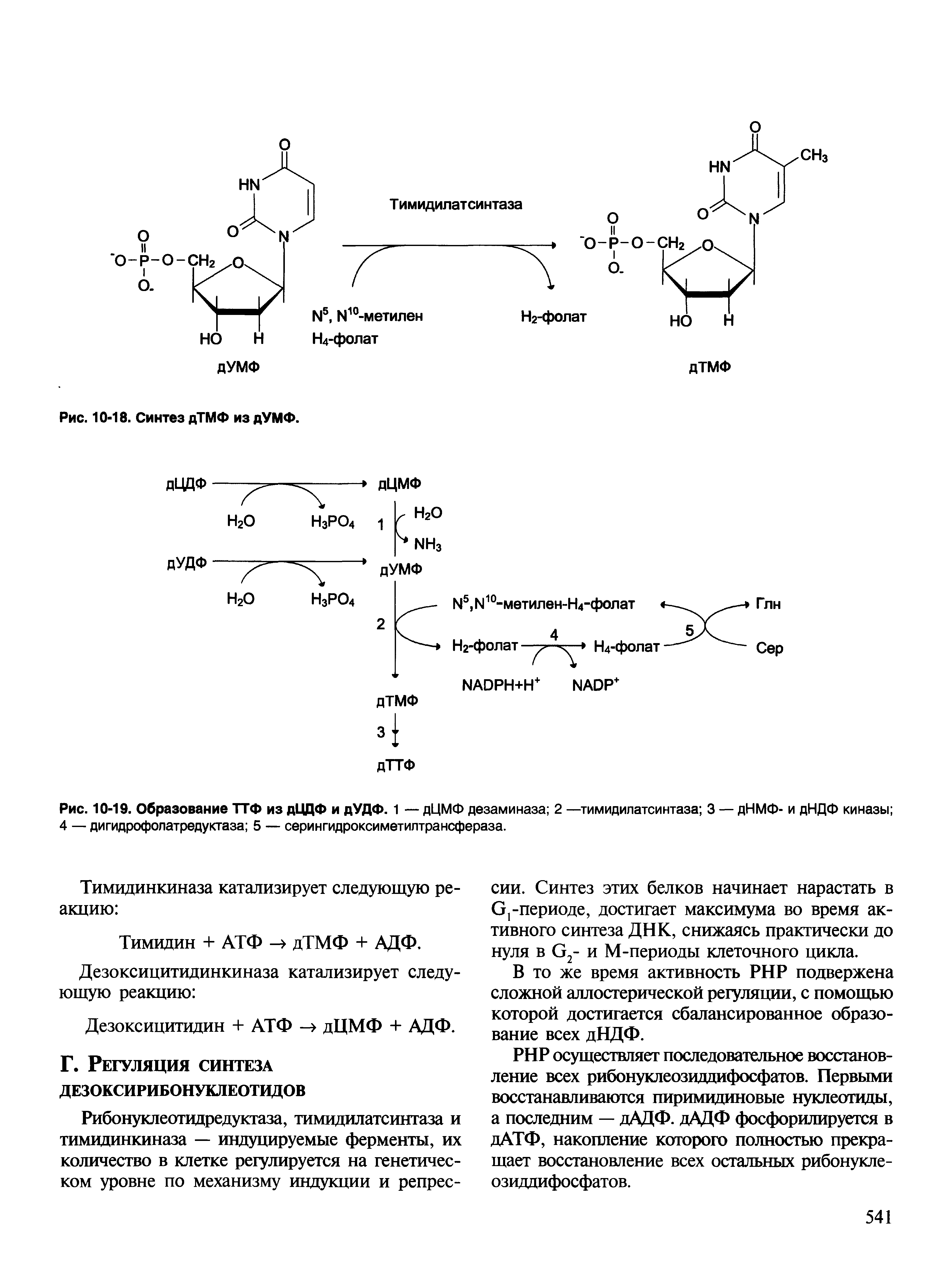 Рис. 10-19. Образование ТТФ из дЦДФ и дУДФ. 1 — дЦМФ дезаминаза 2 —тимидилатсинтаза 3 — дНМФ- и дНДФ киназы 4 — дигидрофолатредуктаза 5 — серингидроксиметилтрансфераза.