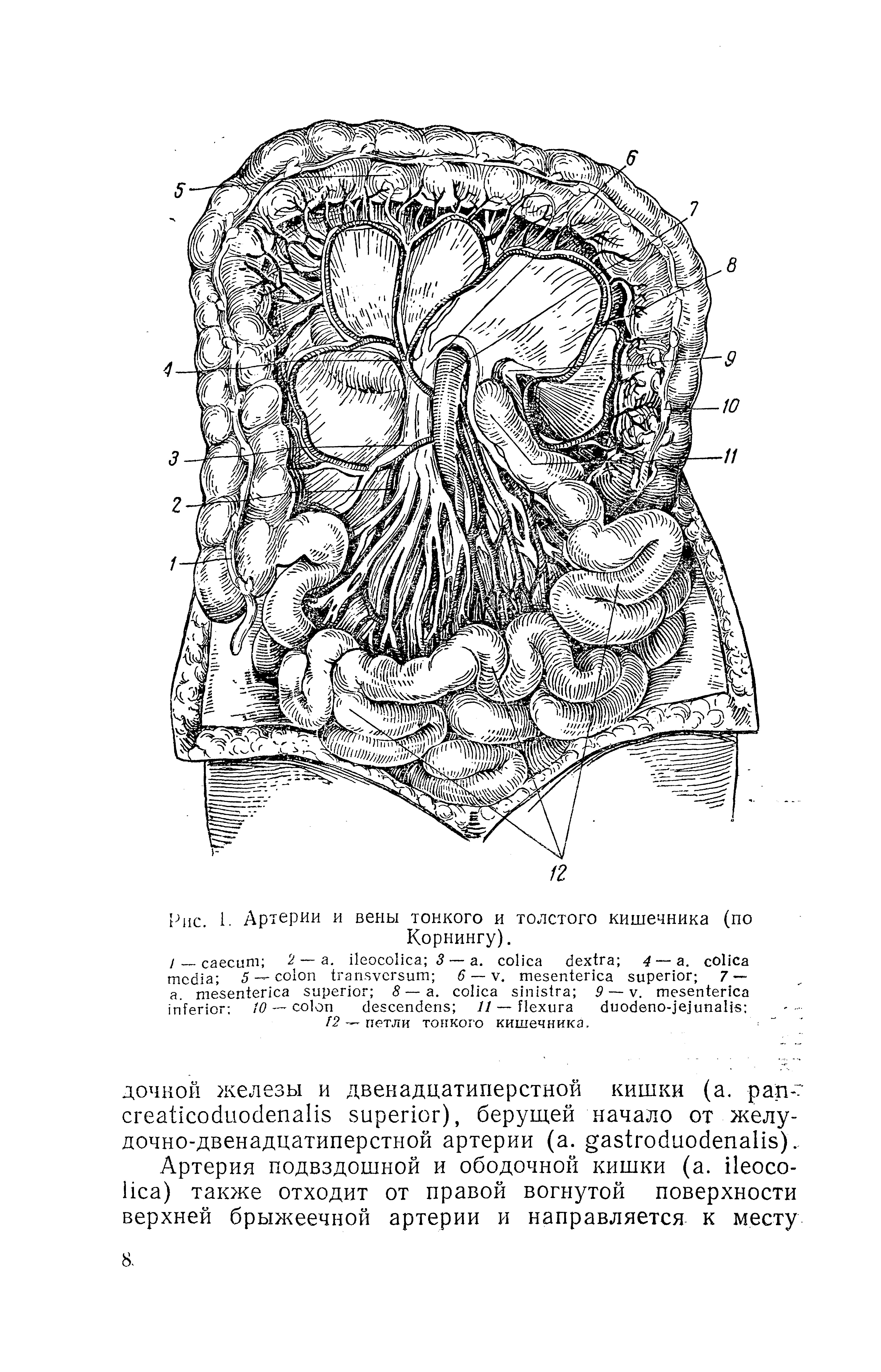 Рис. 1. Артерии и вены тонкого и толстого кишечника (по Корнингу).