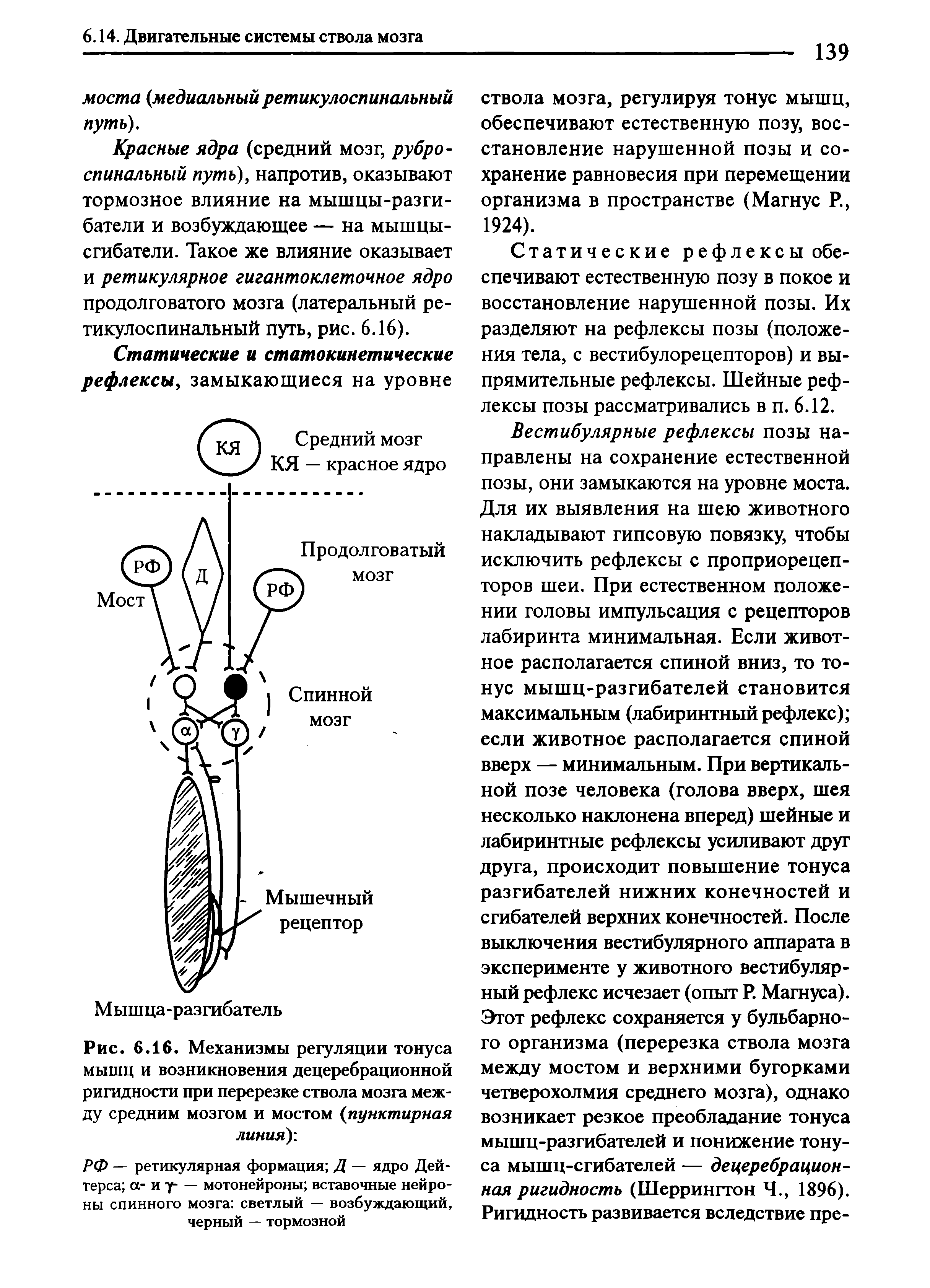 Рис. 6.16. Механизмы регуляции тонуса мышц и возникновения децеребрационной ригидности при перерезке ствола мозга между средним мозгом и мостом (пунктирная линия)-.