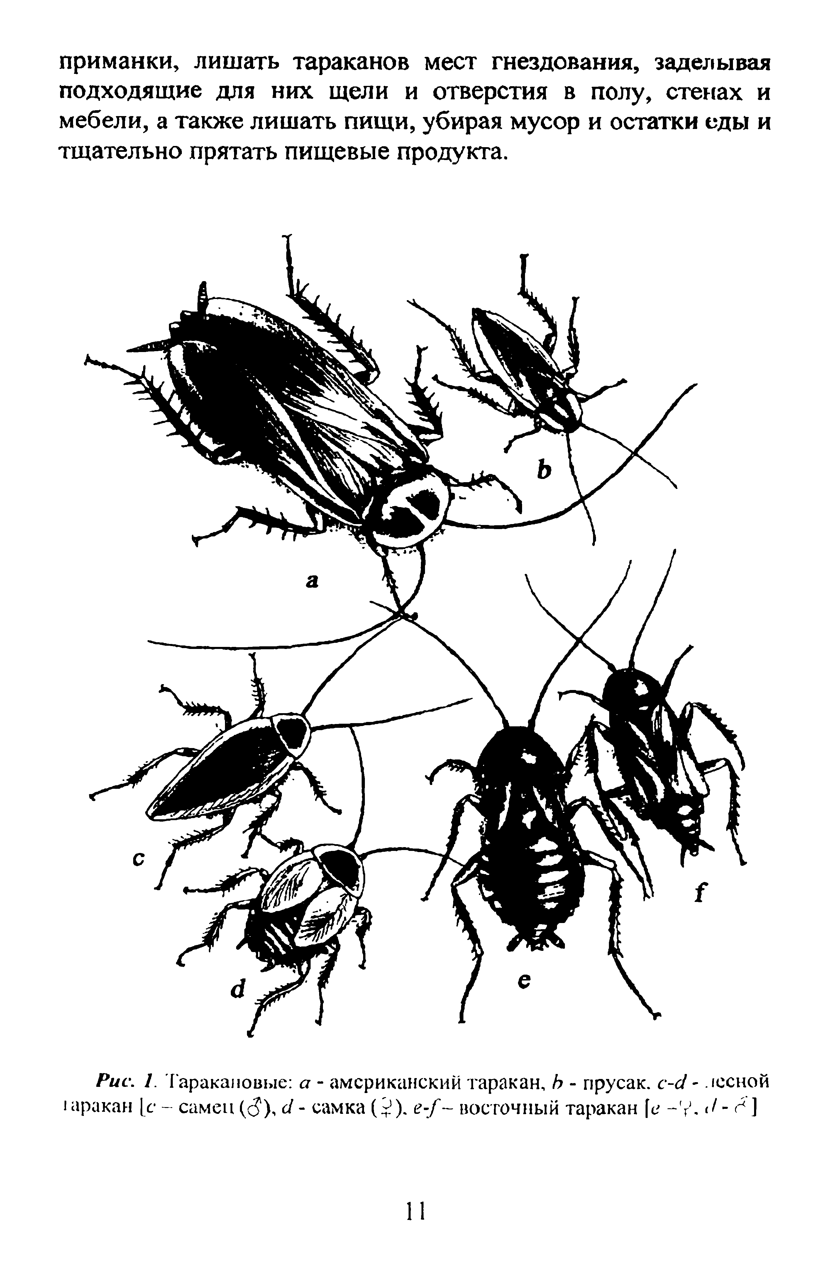 Рис. 1. Таракановые а - американский таракан, Ь - прусак, с-с - юсной 1 аракан [с - самец ( ), (1 - самка е-/ восточный таракан [е - Л < / - Н ]...