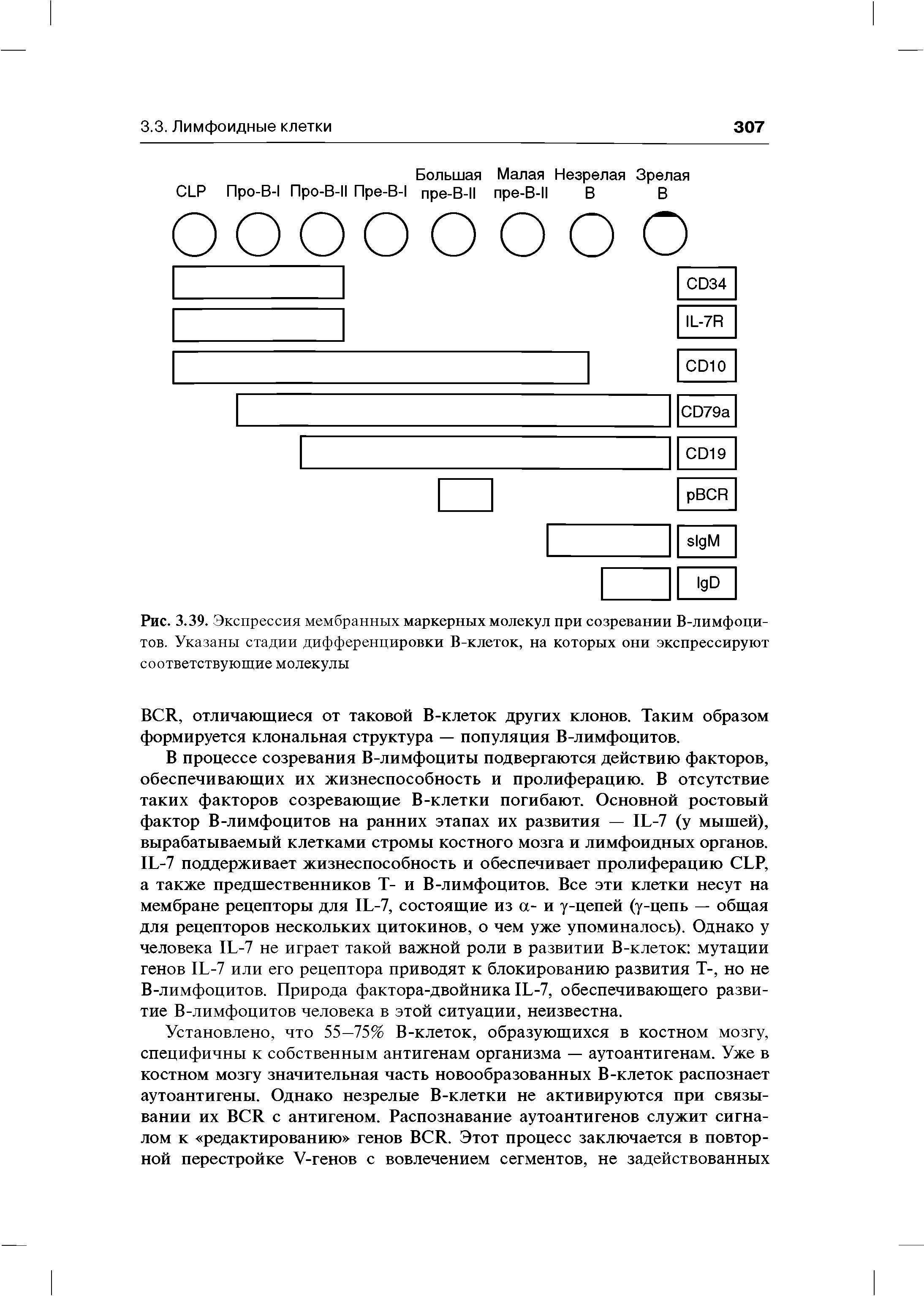 Рис. 3.39. Экспрессия мембранных маркерных молекул при созревании В-лимфоци-тов. Указаны стадии дифференцировки В-клеток, на которых они экспрессируют соответствующие молекулы...