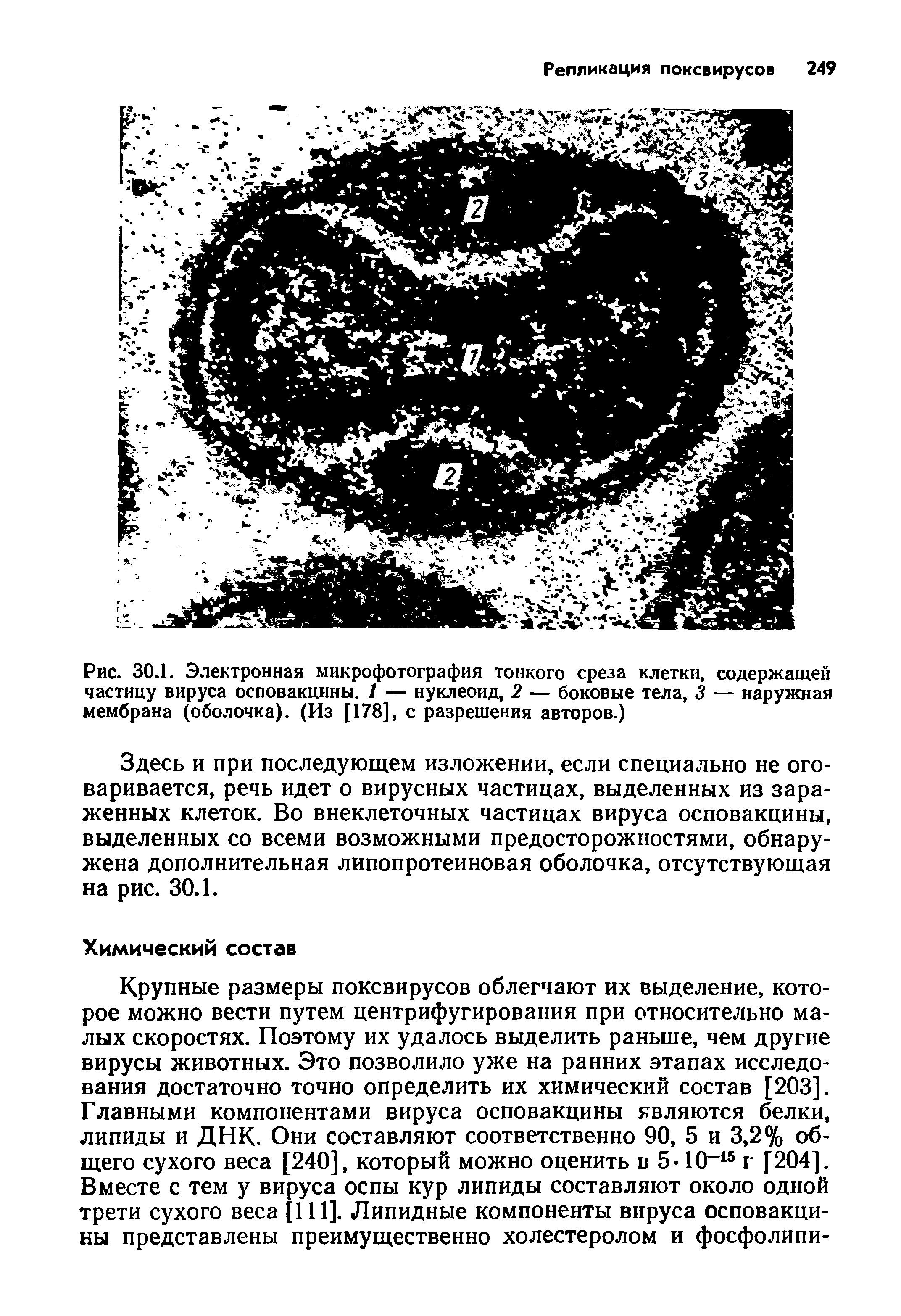 Рис. 30.1. Электронная микрофотография тонкого среза клетки, содержащей частицу вируса осповакцины. 1 — нуклеоид, 2 — боковые тела, 3 — наружная мембрана (оболочка). (Из [178], с разрешения авторов.)...