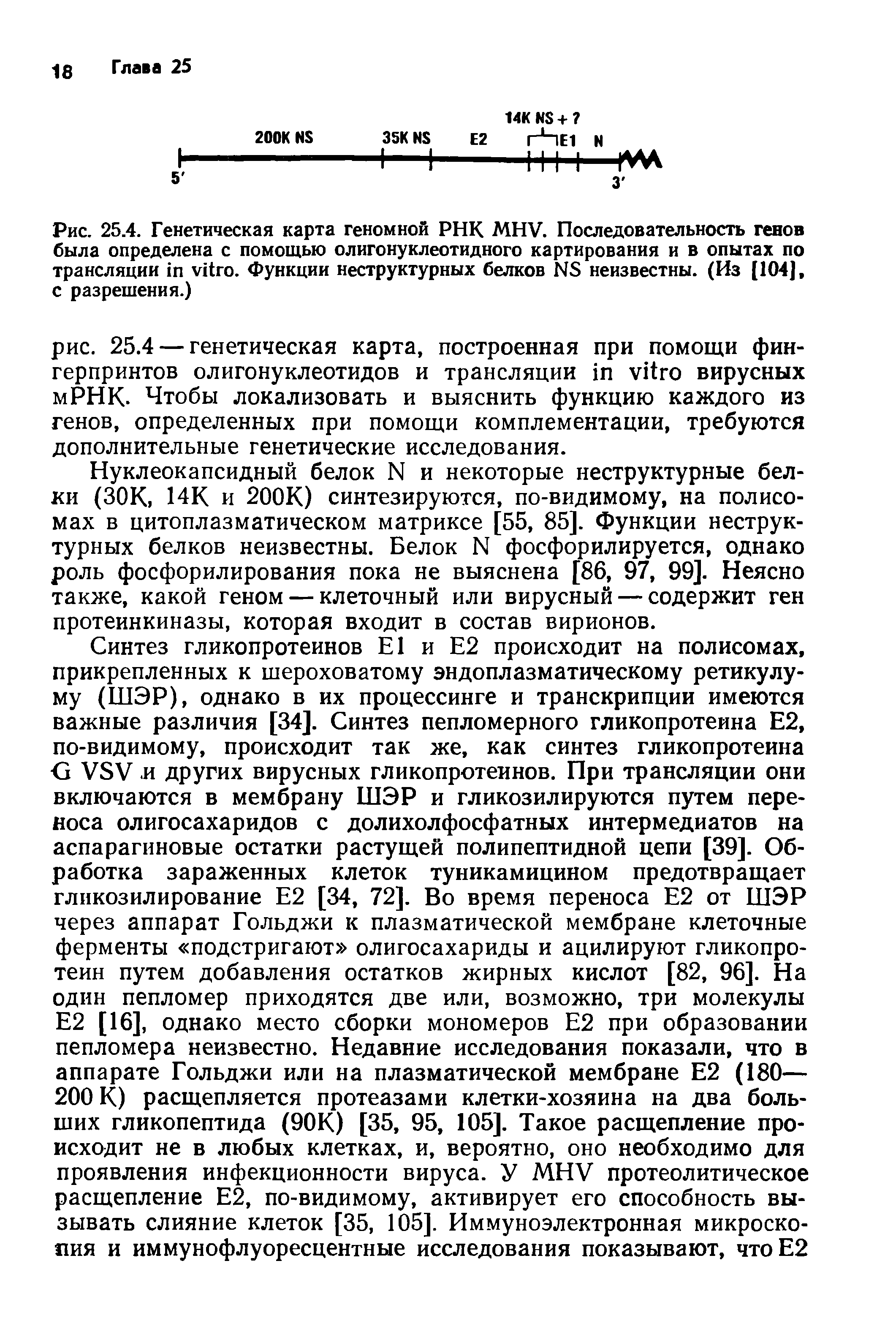 Рис. 25.4. Генетическая карта геномной РНК MHV. Последовательность генов была определена с помощью олигонуклеотидного картирования и в опытах по трансляции . Функции неструктурных белков NS неизвестны. (Из [104], с разрешения.)...