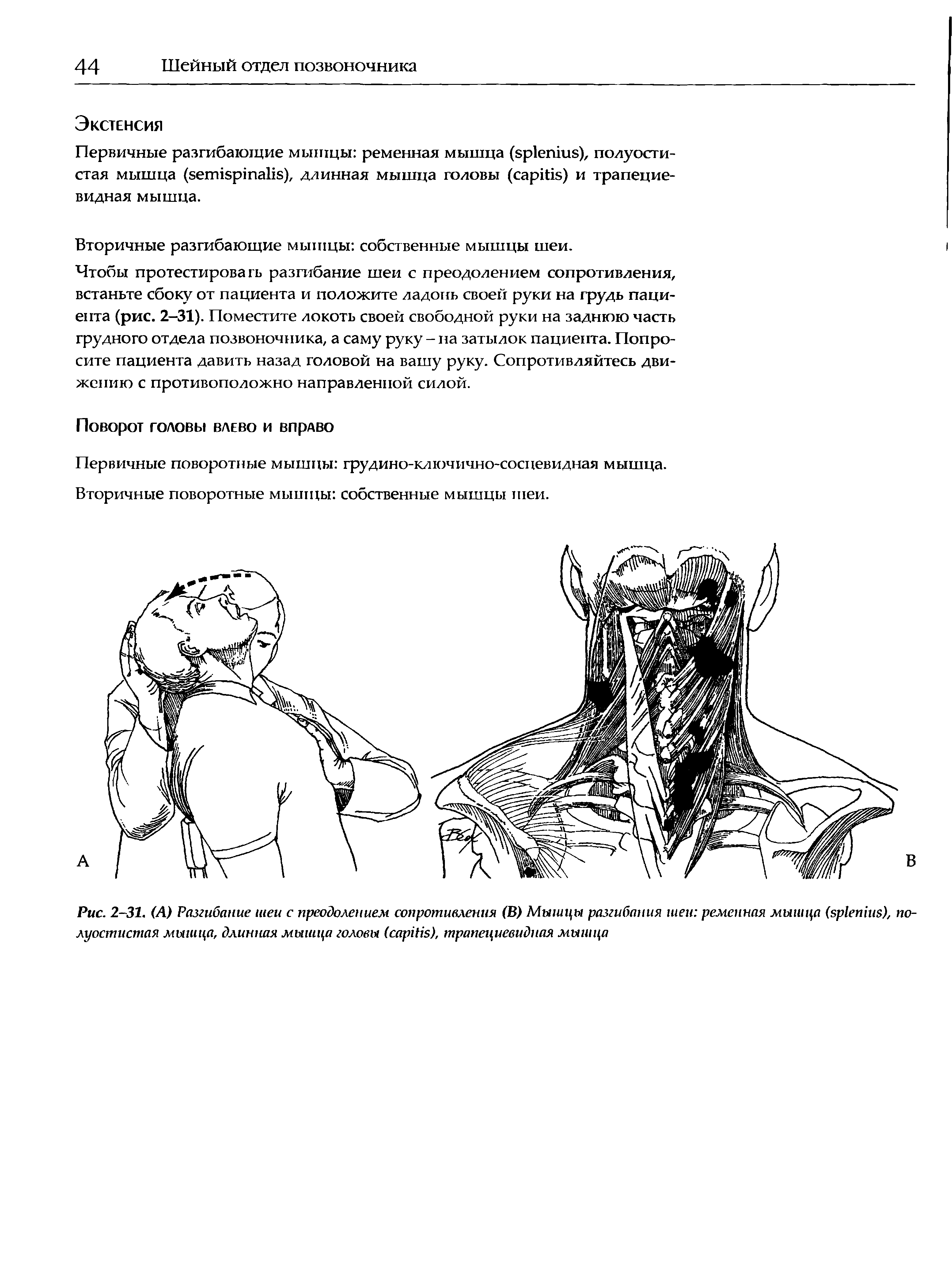 Рис. 2-31. (А) Разгибание шеи с преодолением сопротивления (В) Мышцы разгибания шеи ременная мышца ( ), по-луостистая мышца, длинная мышца головы ( ), трапециевидная мышца...