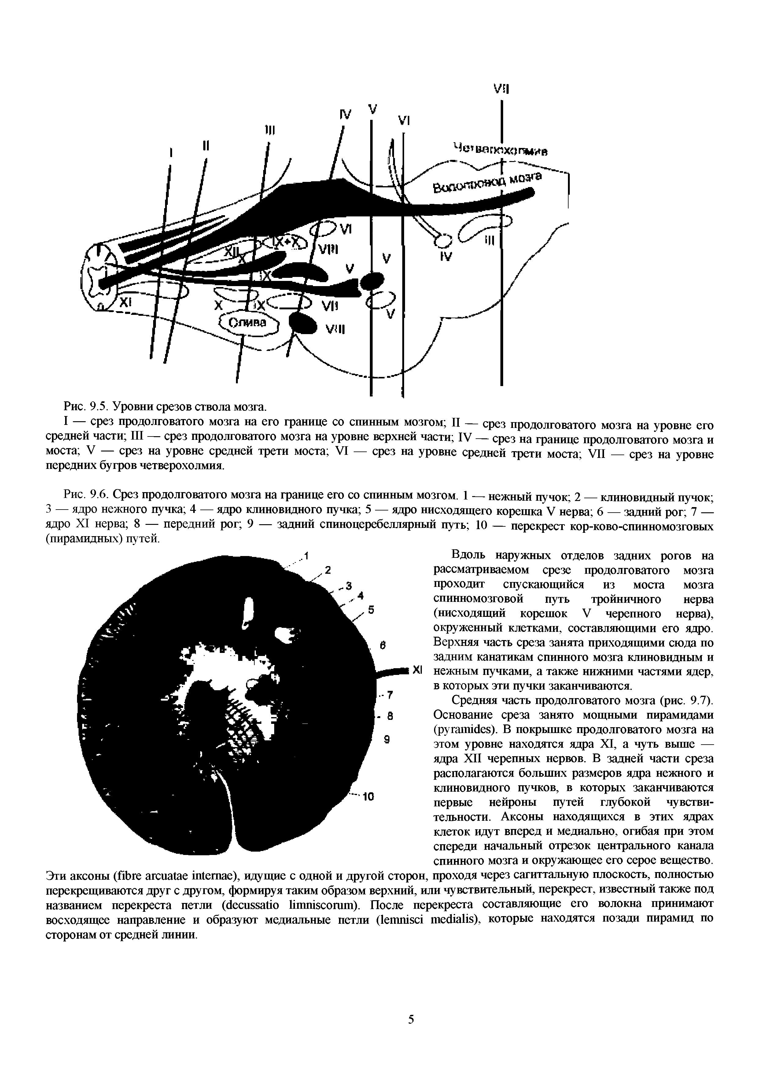 Рис. 9.6. Срез продолговатого мозга на границе его со спинным мозгом. 1 — нежный пучок 2 — клиновидный пучок 3 — ядро нежного пучка 4 — ядро клиновидного пучка 5 — ядро нисходящего корешка V нерва 6 — задний рог 7 — ядро XI нерва 8 — передний рог 9 — задний спиноцеребеллярный путь 10 — перекрест кор-ково-спинномозговых (пирамидных) путей.