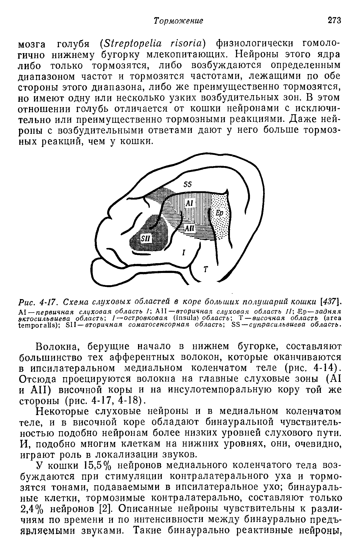 Рис. 4-17. Схема слуховых областей в коре больших полушарий кошки [437]. д —первичная слуховая область / АП—вторичная слуховая область П Ер—задняя эктосильвиева область] I—островковая ( ) область , Т — височная область ( ) SII — вторичная соматосенсорная область , SS—суп-расильвиева область.