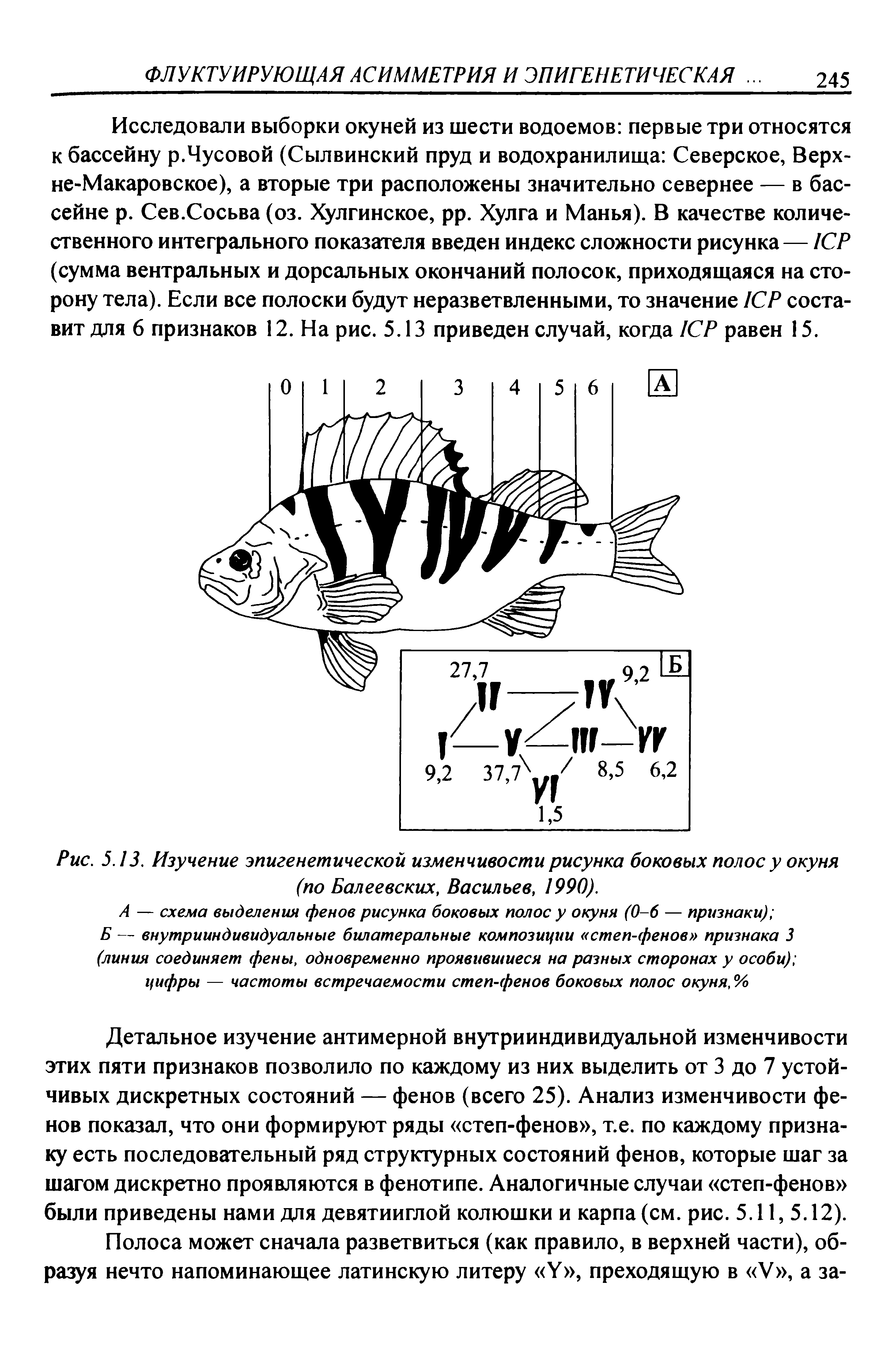 Рис. 5.13. Изучение эпигенетической изменчивости рисунка боковых полос у окуня (по Балеевских, Васильев, 1990).