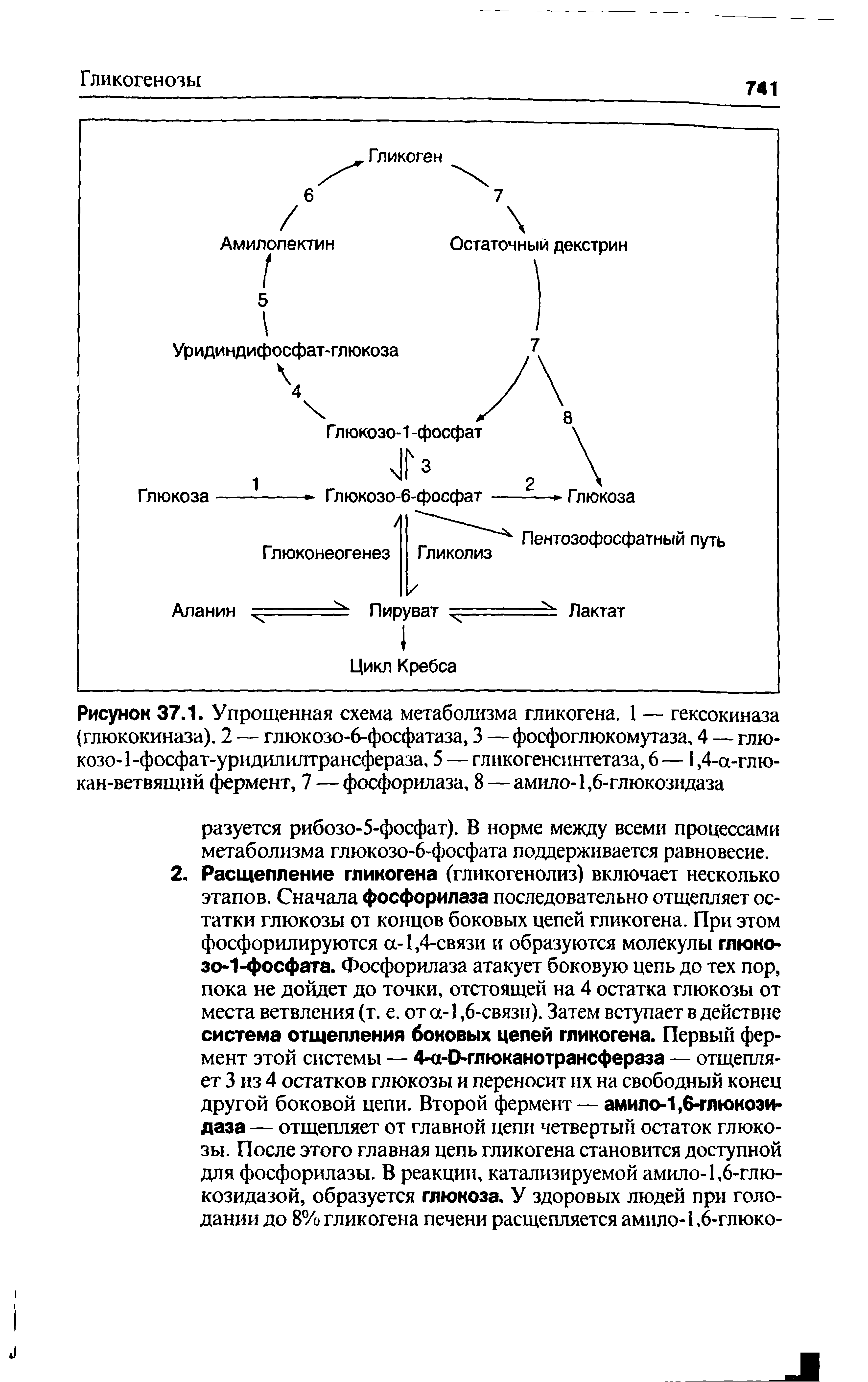 Рисунок 37.1. Упрощенная схема метаболизма гликогена. I — гексокиназа (глюкокиназа), 2 — глюкозо-6-фосфатаза, 3 — фосфоглюкомутаза, 4 — глю-козо-1-фосфат-уридилилтрансфераза, 5 — гликогенсинтетаза, 6 — 1,4-а-глю-кан-ветвящий фермент, 7 — фосфорилаза, 8 — амило-1,6-глюкозвдаза...