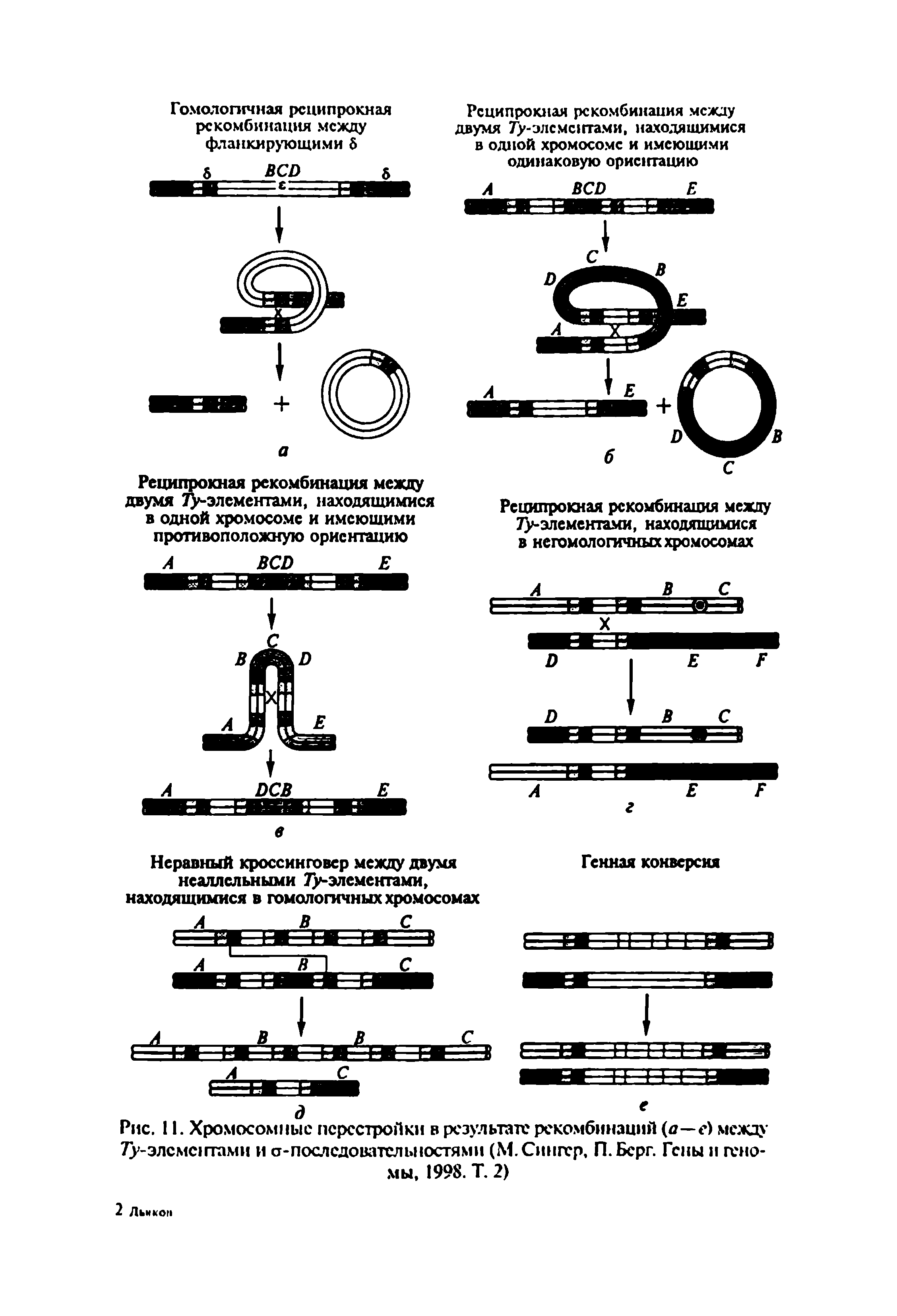 Рис. II. Хромосомные перестройки в результате рекомбинаций (а—е) между 7 -элсмс1гтами и ст-послсдовательностями (М.Сингер, П. Берг. Гены и геномы, 1998. Т. 2)...