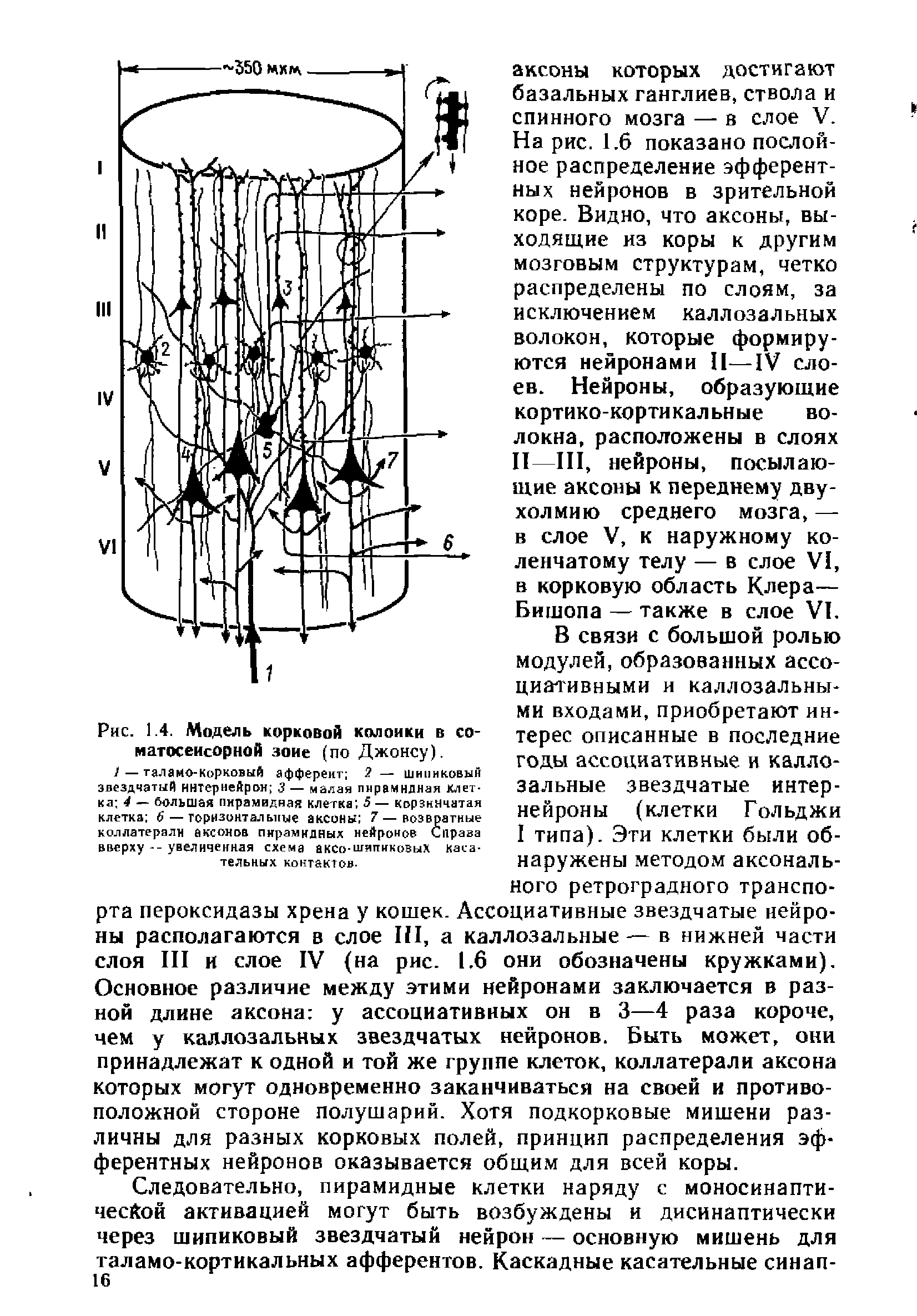 Рис. 1.4. Модель корковой колонки в соматосенсорной зоне (по Джонсу).