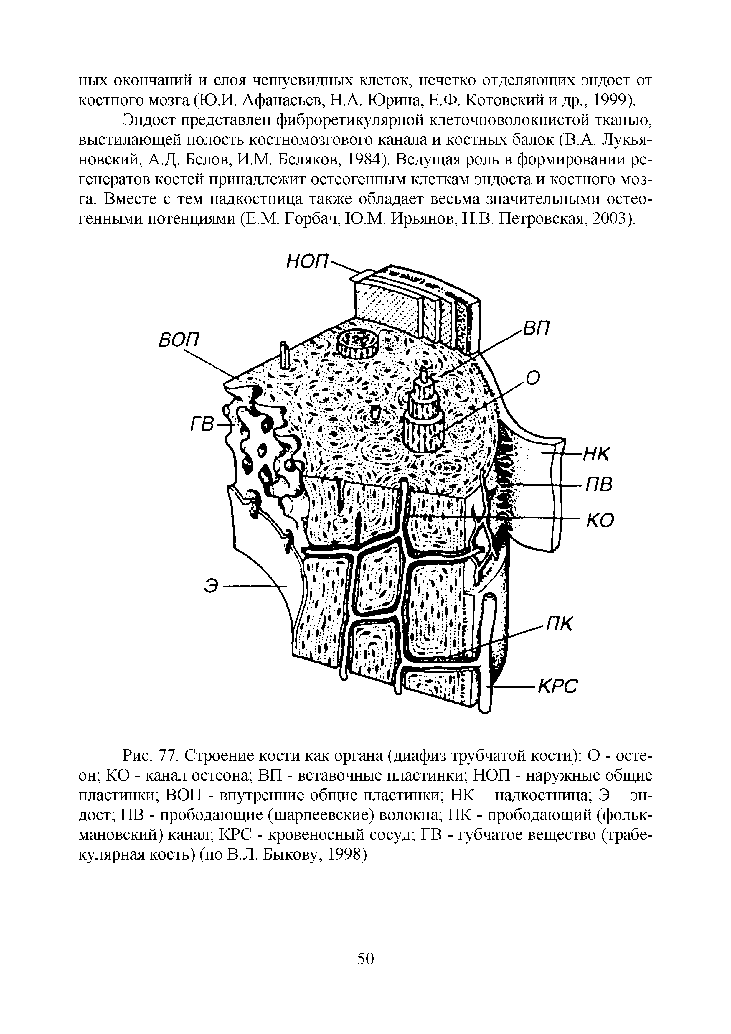 Рис. 77. Строение кости как органа (диафиз трубчатой кости) О - остеон КО - канал остеона ВП - вставочные пластинки НОП - наружные общие пластинки ВОП - внутренние общие пластинки НК - надкостница Э - эндост ПВ - прободающие (шарпеевские) волокна ПК - прободающий (фольк-мановский) канал КРС - кровеносный сосуд ГВ - губчатое вещество (трабекулярная кость) (по В.Л. Быкову, 1998)...
