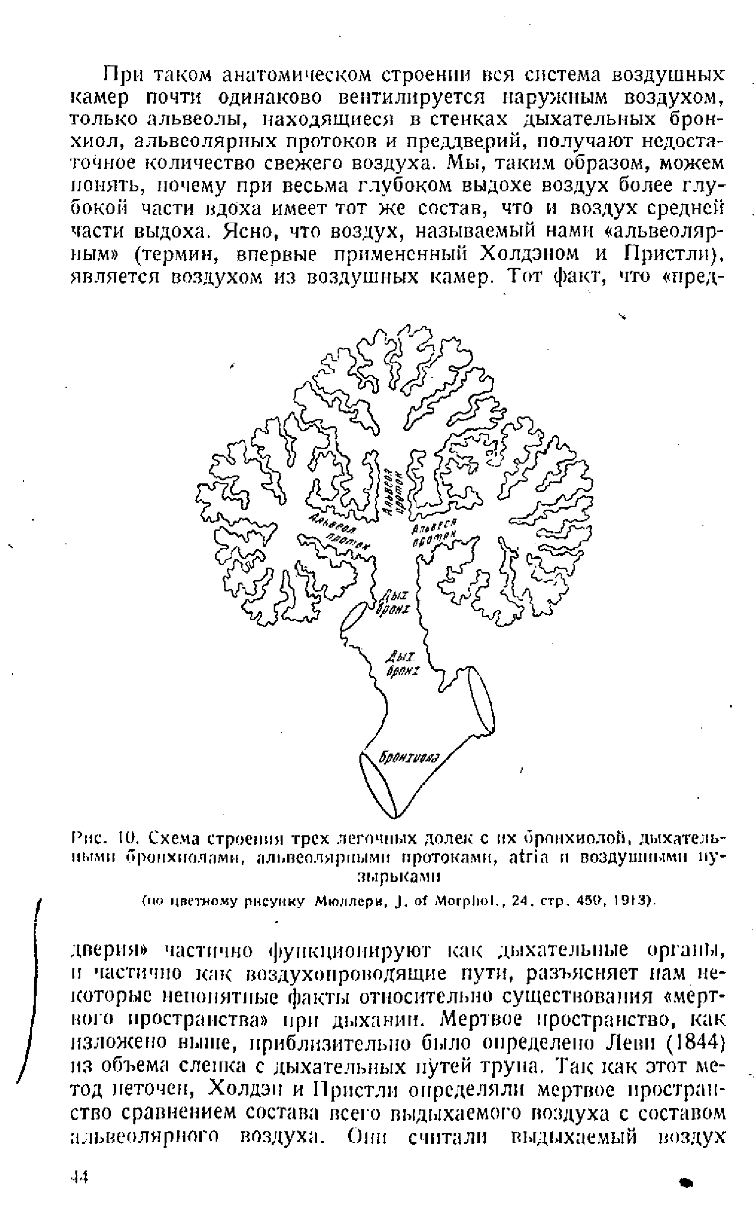 Рис. 10. Схема строения грех легочных долек с их бронхиолой, дыхательными бронхиолами, альвеолярными протоками, и воздушными пузырьками...