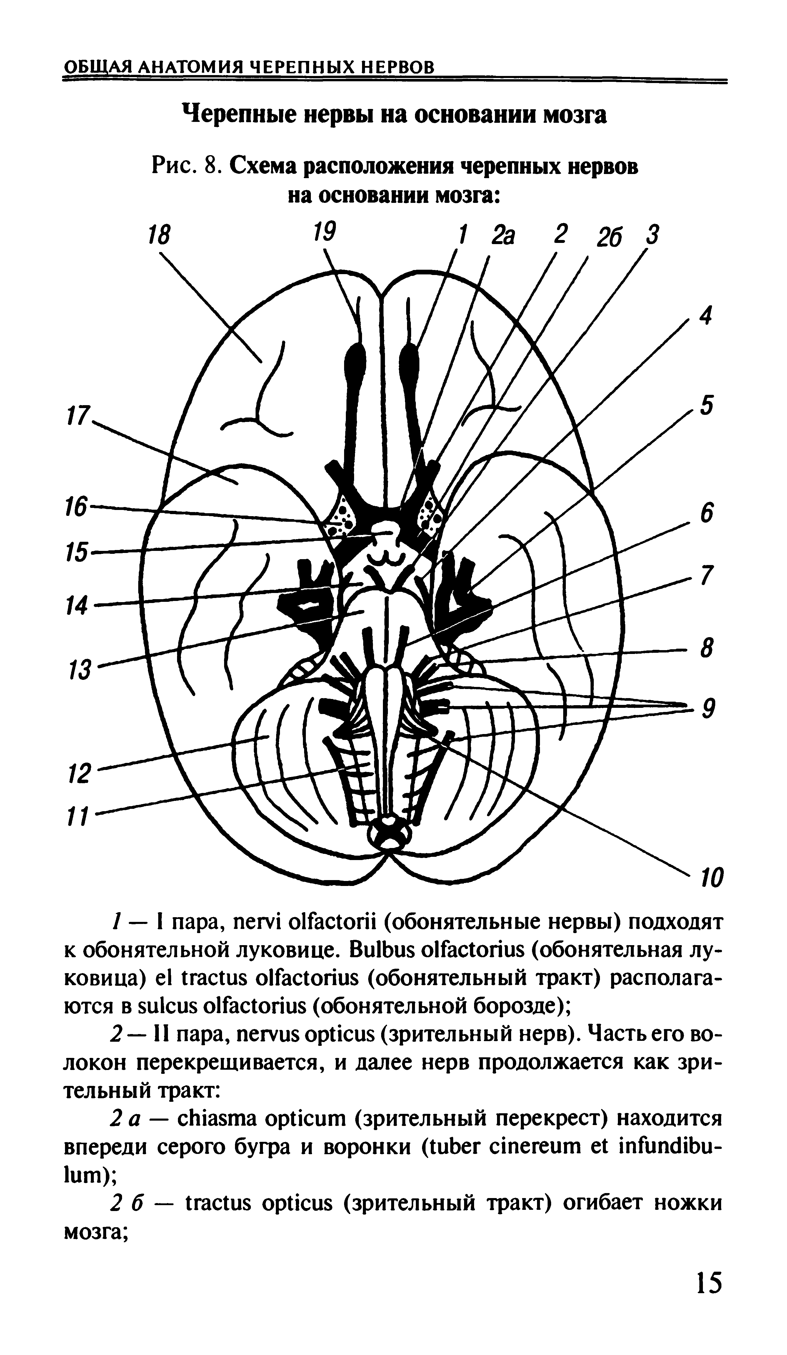 Рис. 8. Схема расположения черепных нервов на основании мозга ...