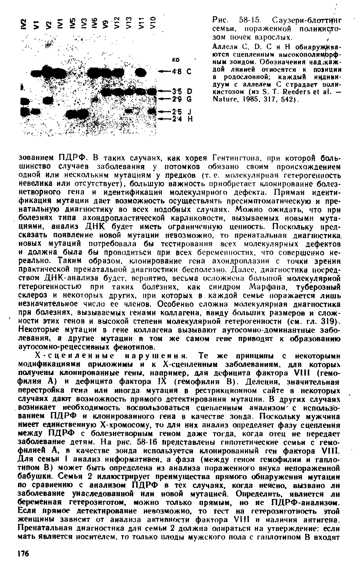 Рис. 58-15. Саузерн-блоттинг семьи, пораженной полнкис/го-зом почек взрослых., ...