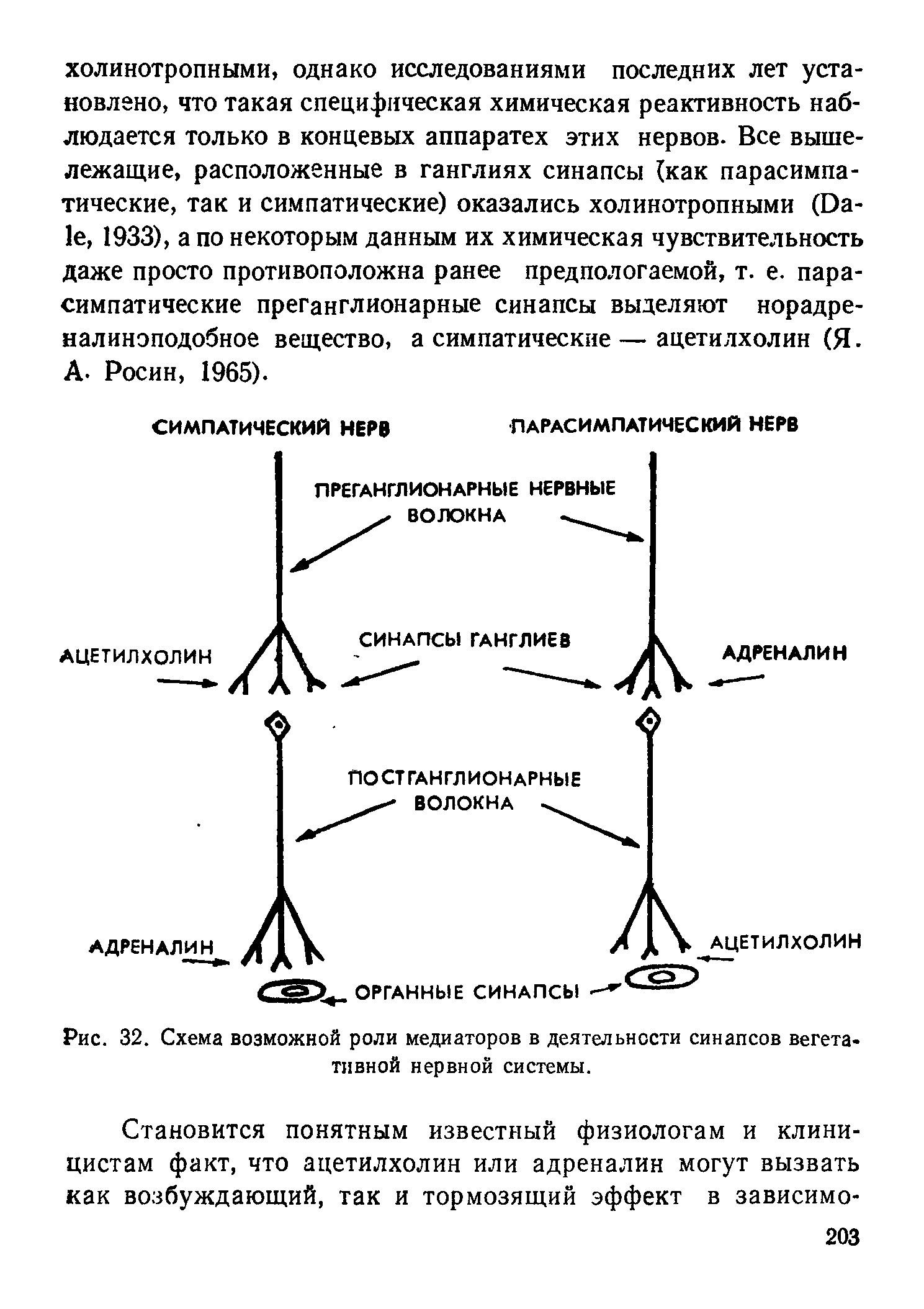 Рис. 32. Схема возможной роли медиаторов в деятельности синапсов вегетативной нервной системы.