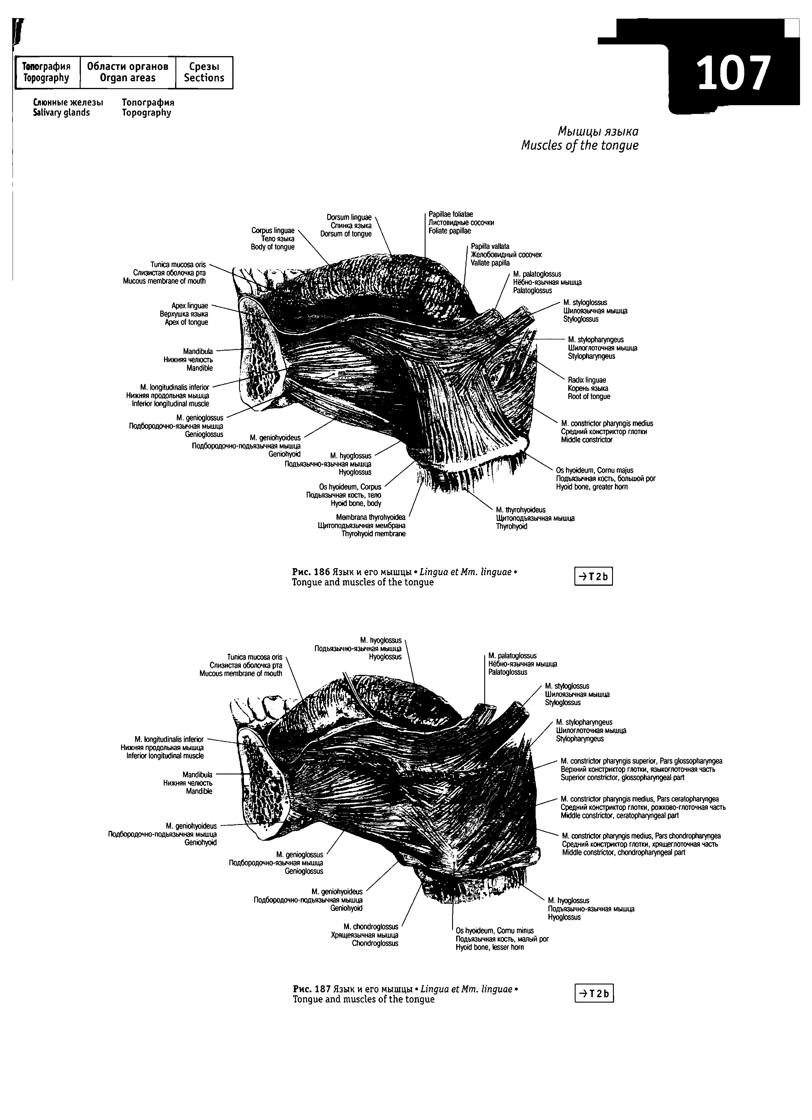 Рис. 186 Язык и его мышцы L Мт. T ...