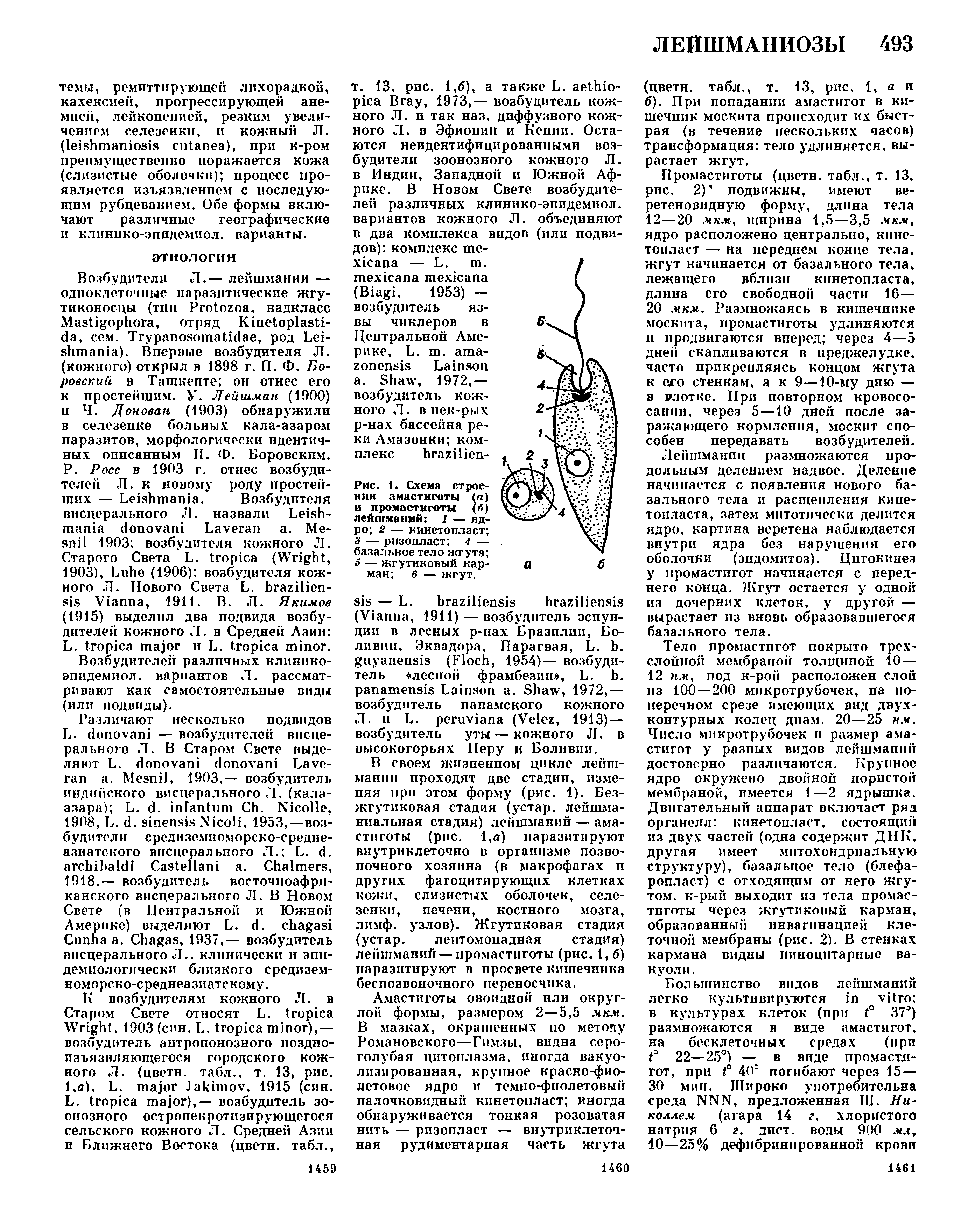 Рис. 1. Схема строения амастиготы (а) и промастмготы (б) лейшмании J — ядро 2 — кинетопласт 3 — ризопласт 4 — базальное тело жгута ...