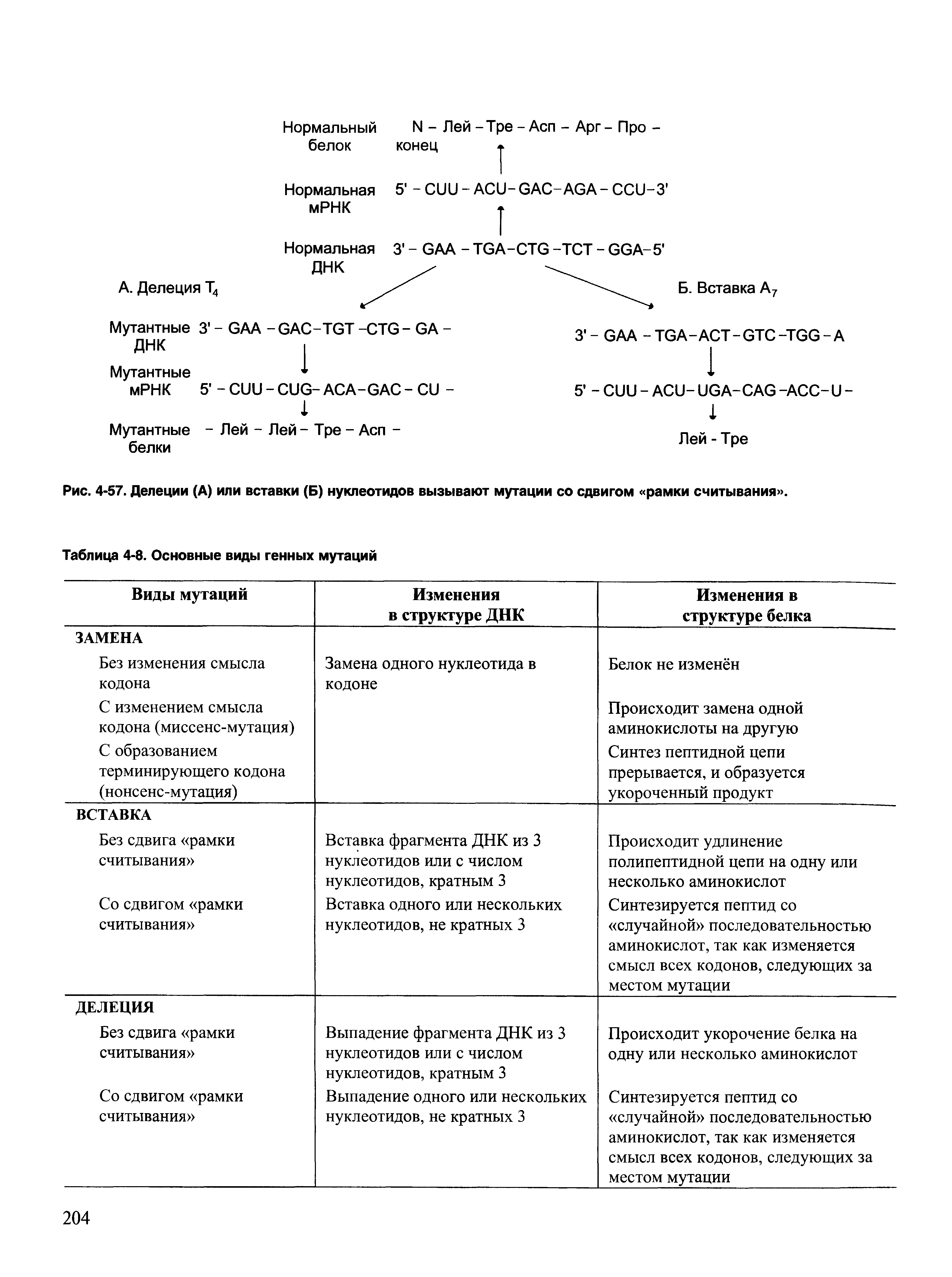 Рис. 4-57. Делеции (А) или вставки (Б) нуклеотидов вызывают мутации со сдвигом рамки считывания .
