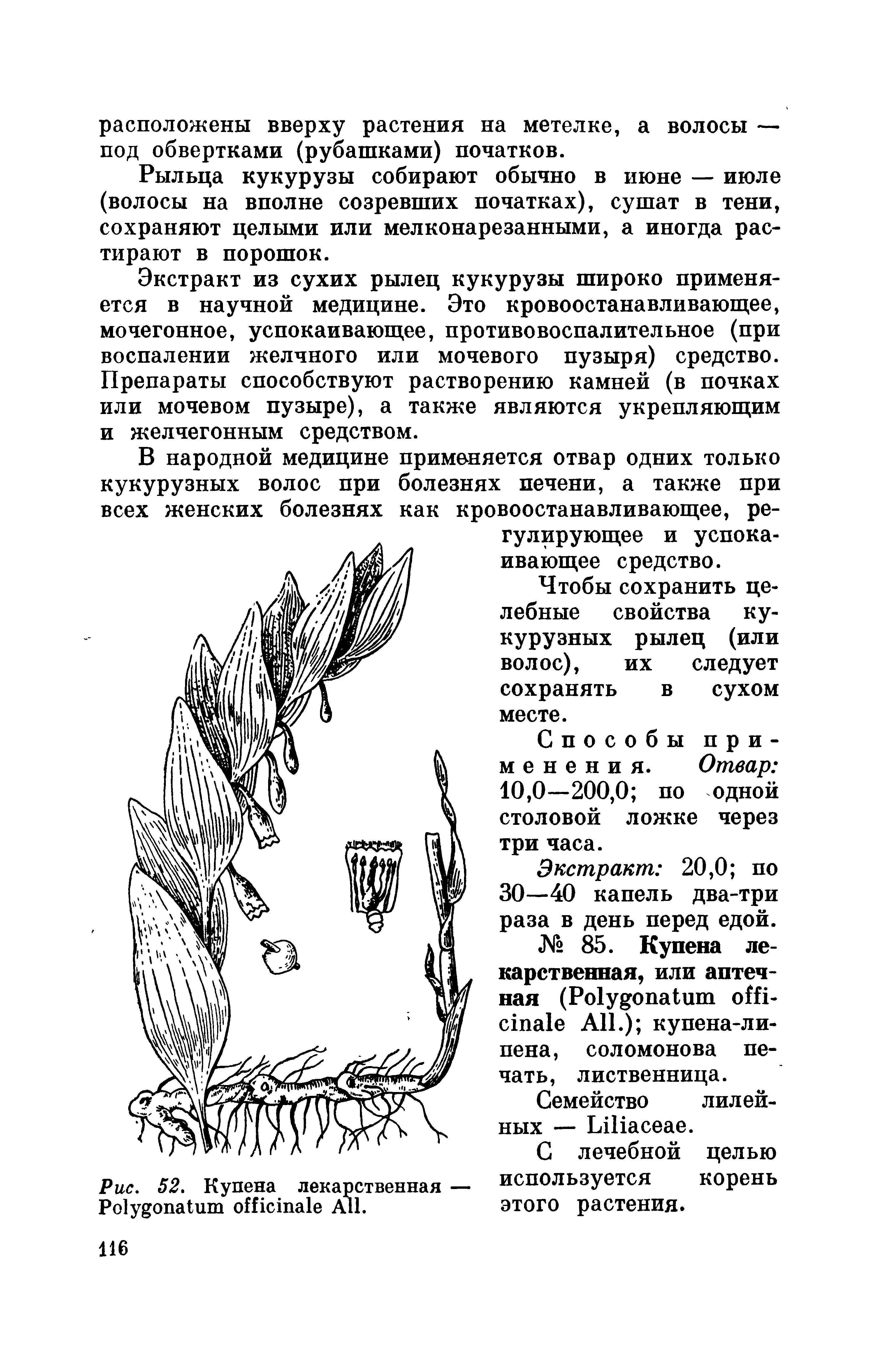 Рис. 52. Купена лекарственная — используется корень P A . этого растения.