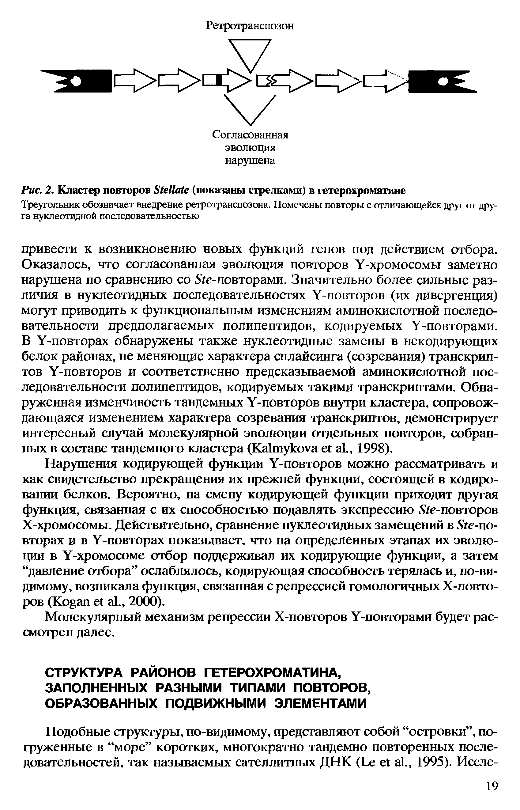 Рис. 2. Кластер повторов S (показаны стрелками) в гетерохроматине...