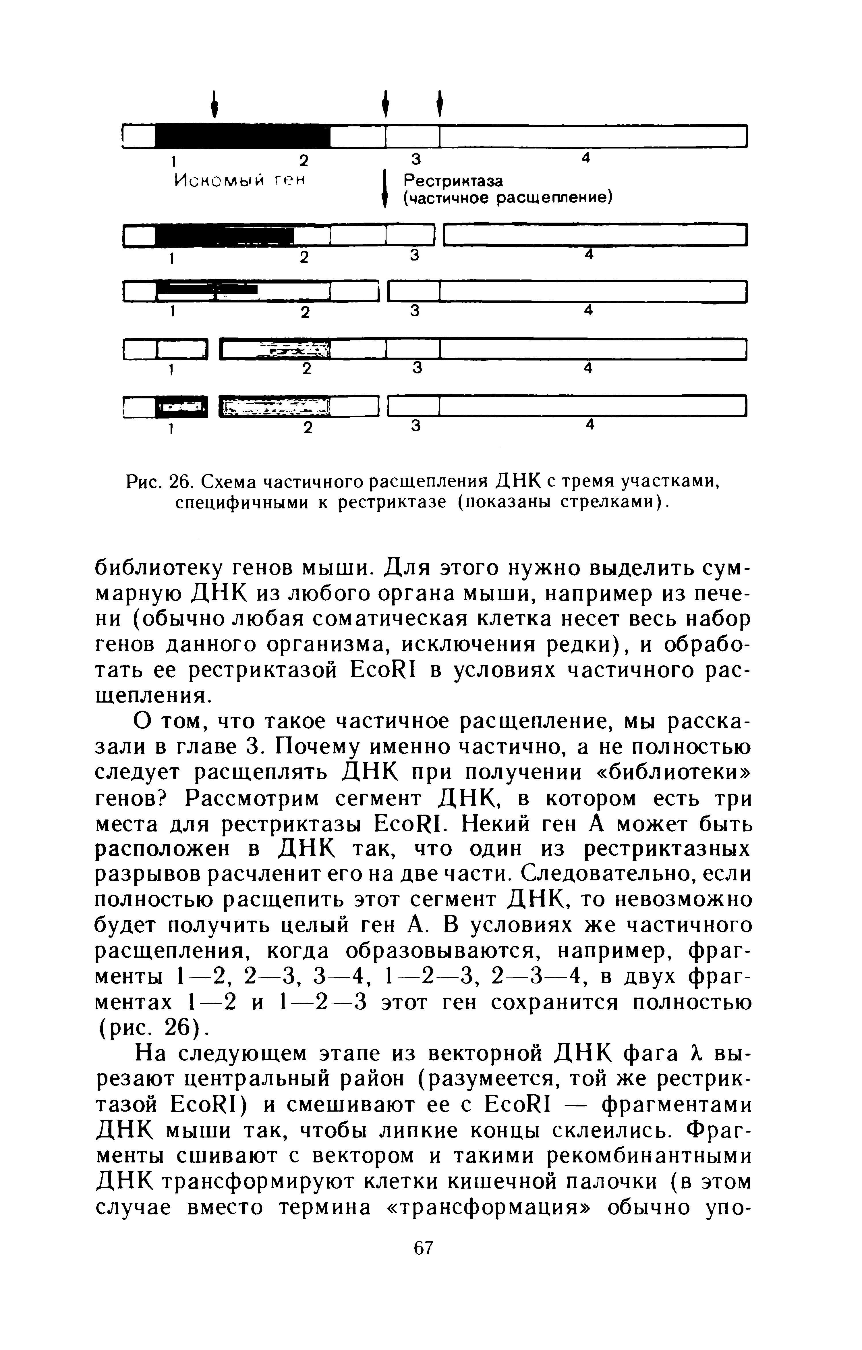 Рис. 26. Схема частичного расщепления ДНК с тремя участками, специфичными к рестриктазе (показаны стрелками).