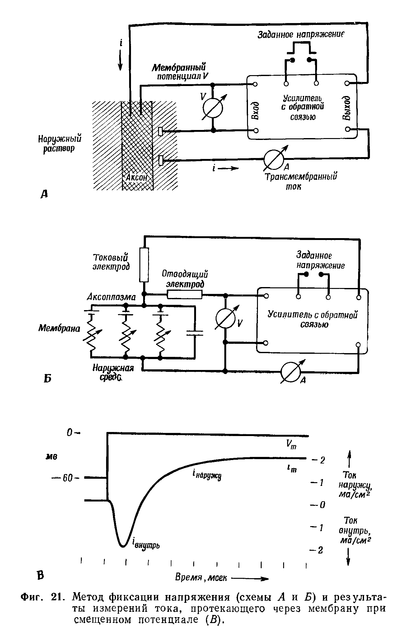 Фиг. 21. Метод фиксации напряжения (схемы А и Б) и результаты измерений тока, протекающего через мембрану при смещенном потенциале (В).