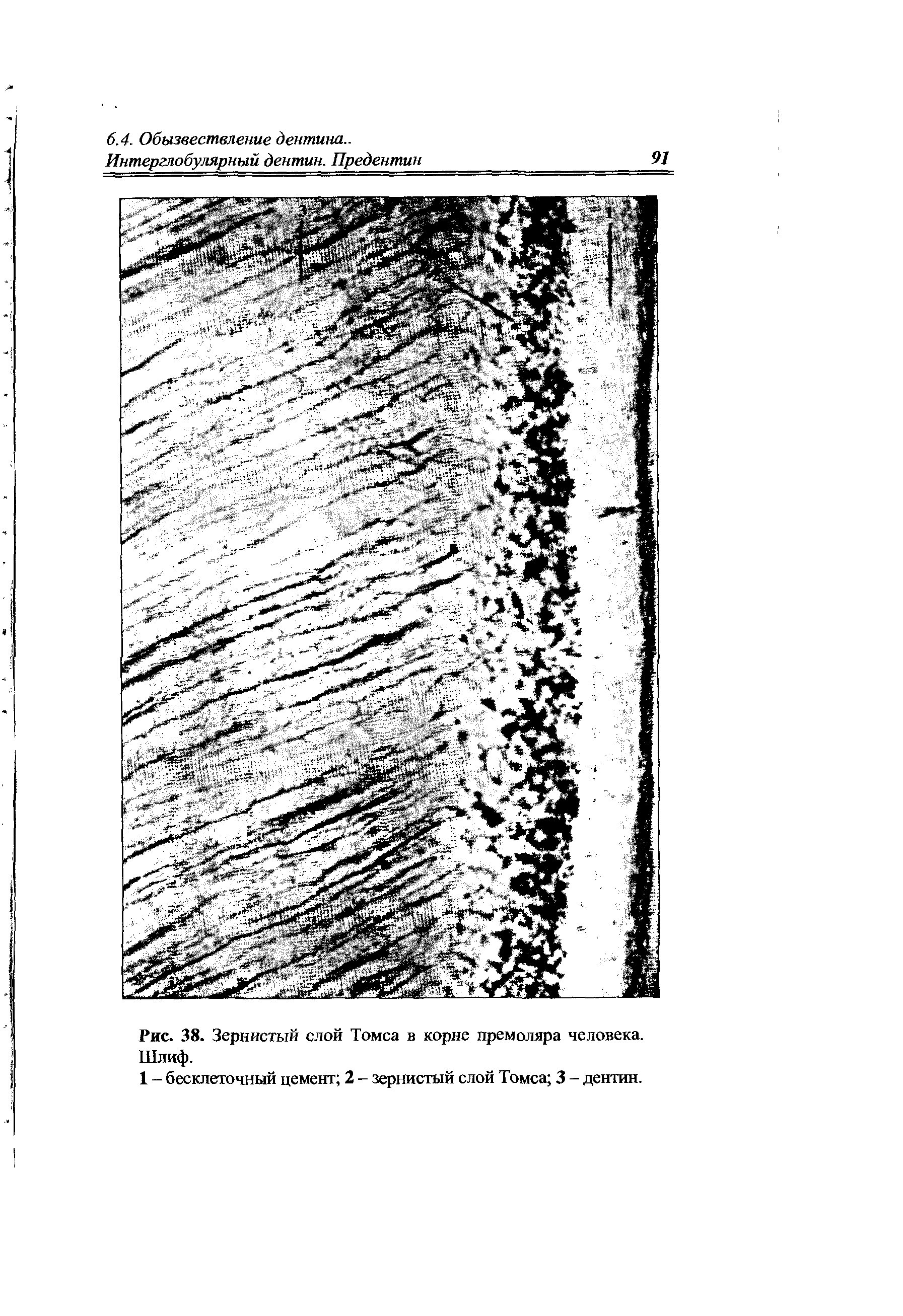 Рис. 38. Зернистый слой Томса в корне премоляра человека. Шлиф.