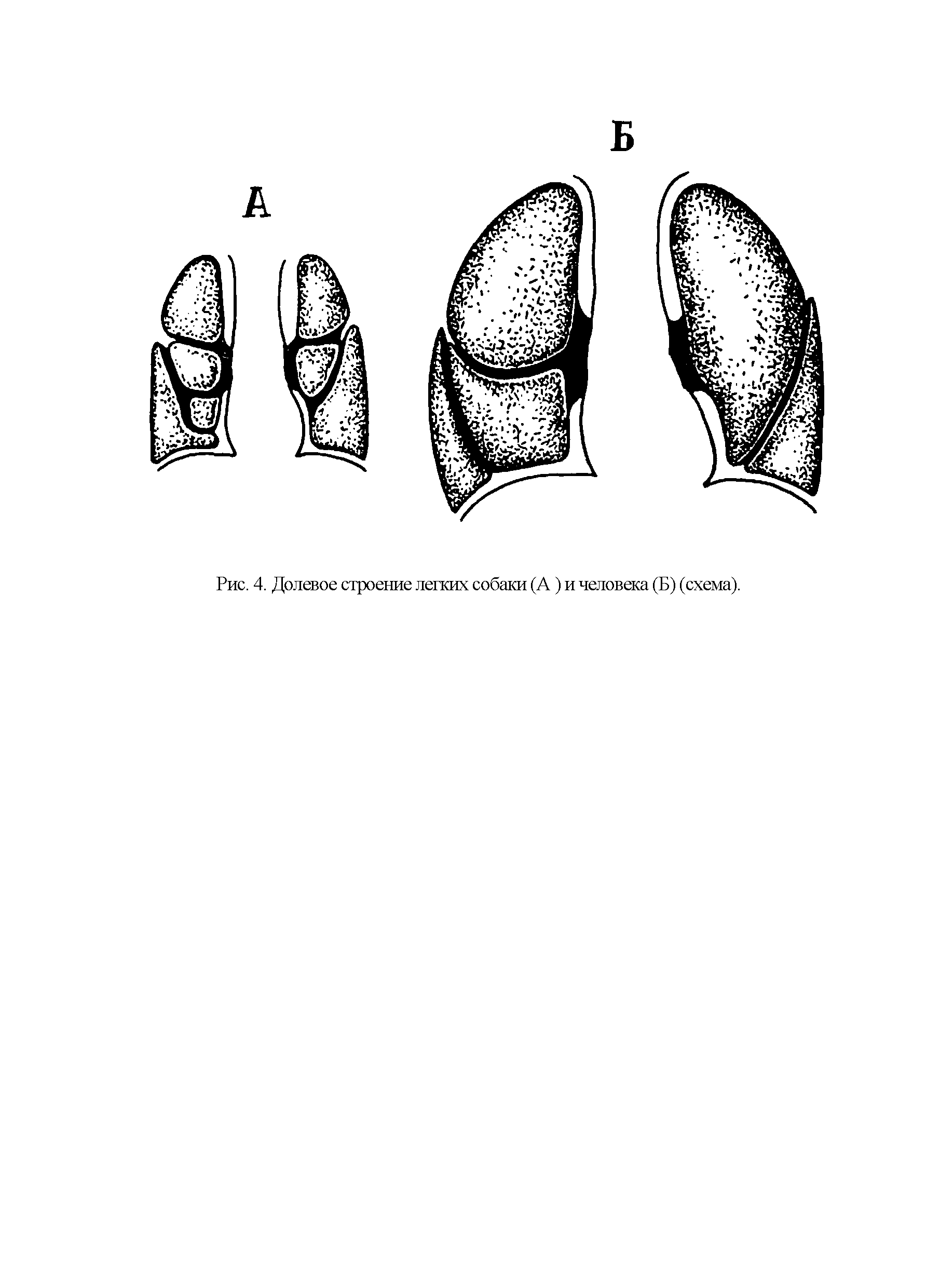 Рис. 4. Долевое строение легких собаки (А) и человека (Б) (схема).