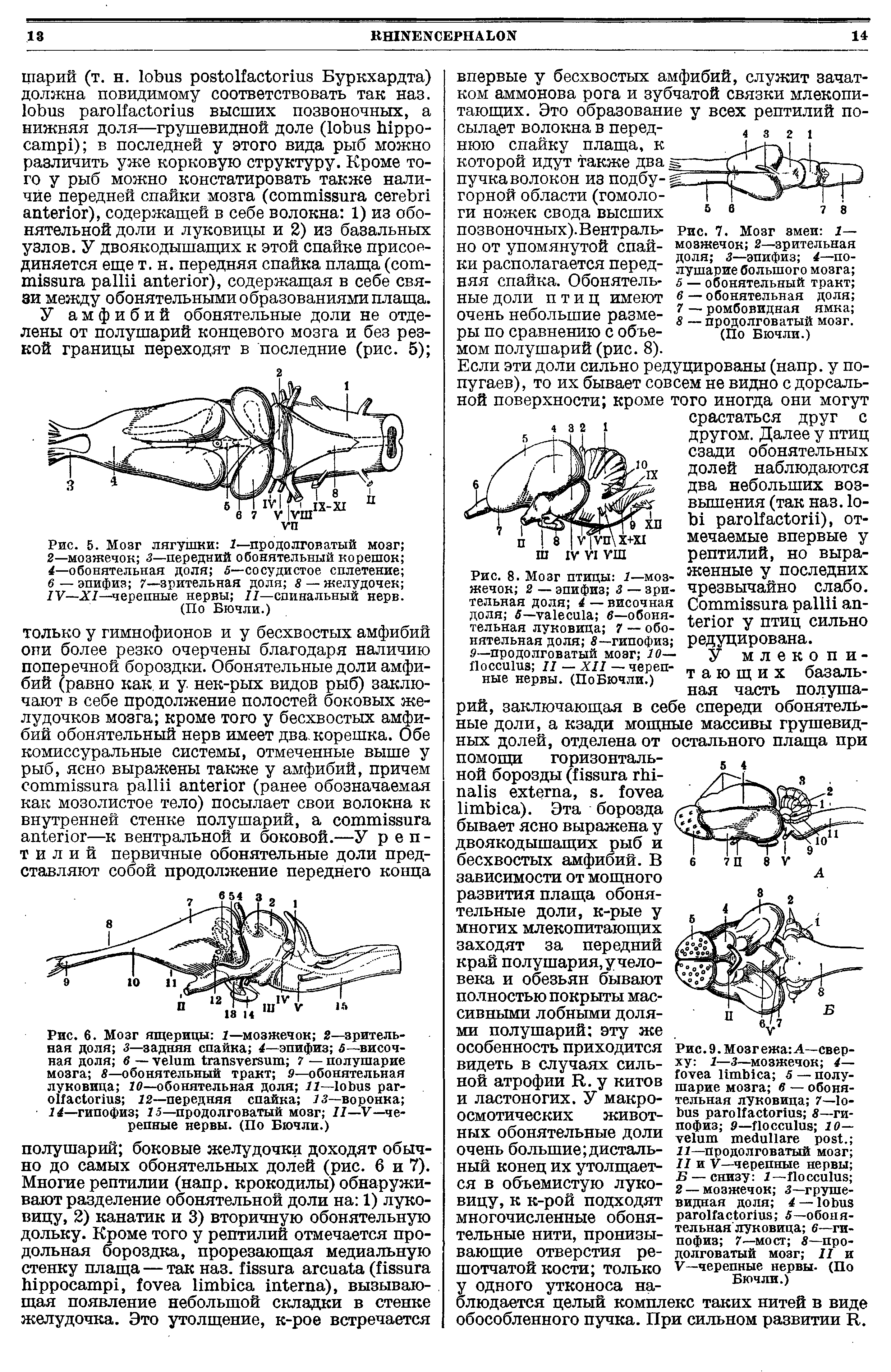 Рис. 9. Мозг ежа А—сверху 1—3—мозжечок 4— 5 — полушарие мозга в — обонятельная луковица 7— 8—гипофиз 9— 10— . 11—продолговатый мозг II и V—черепные нервы Б — снизу 1— 2 — мозжечок 3—грушевидная доля 4 — 5—обонятельная луковица 6—гипофиз 7—мост 8—продолговатый мозг II и V—черепные нервы- (По Бючли.)...