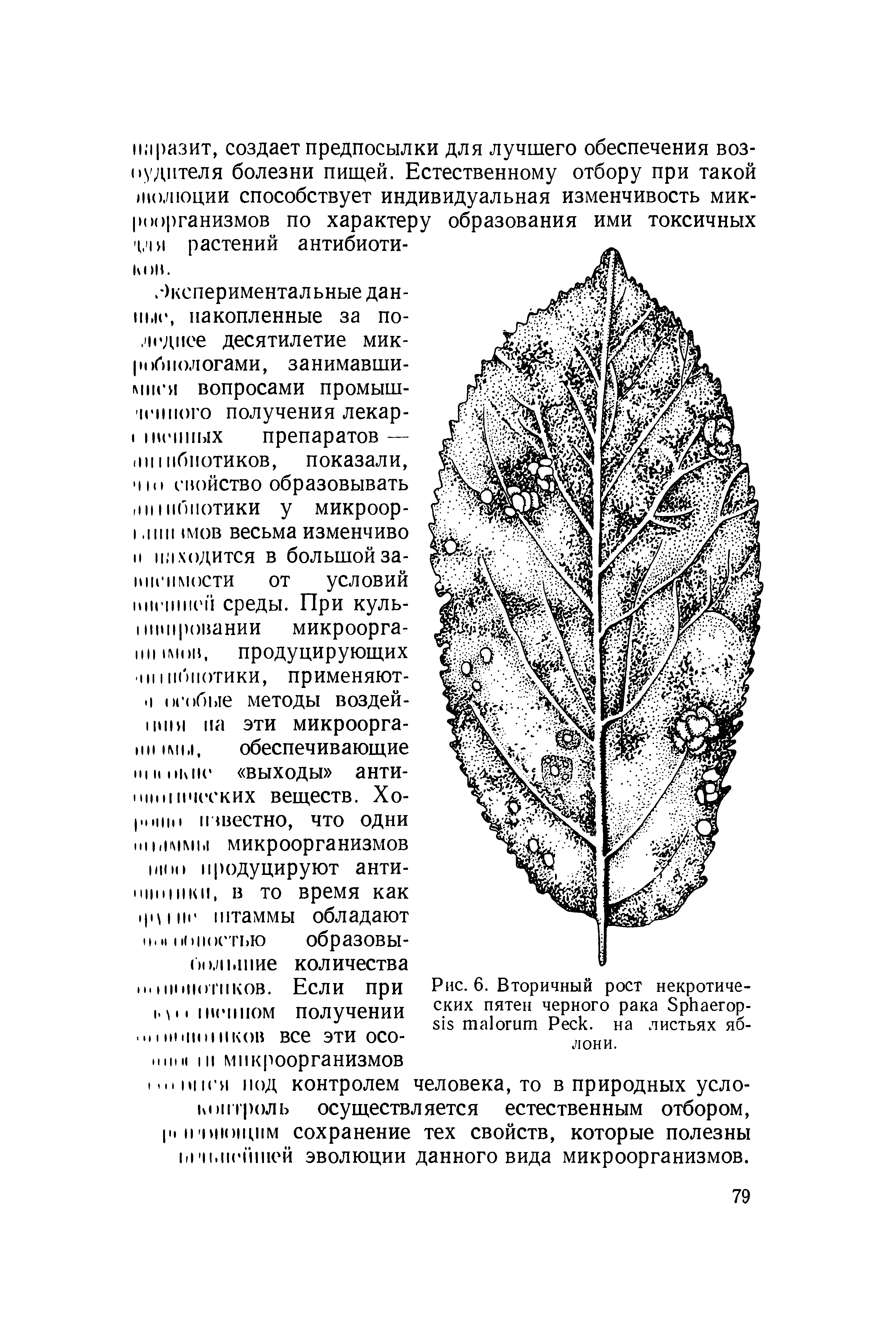 Рис. 6. Вторичный рост некротических пятен черного рака S - P , на листьях яблони.