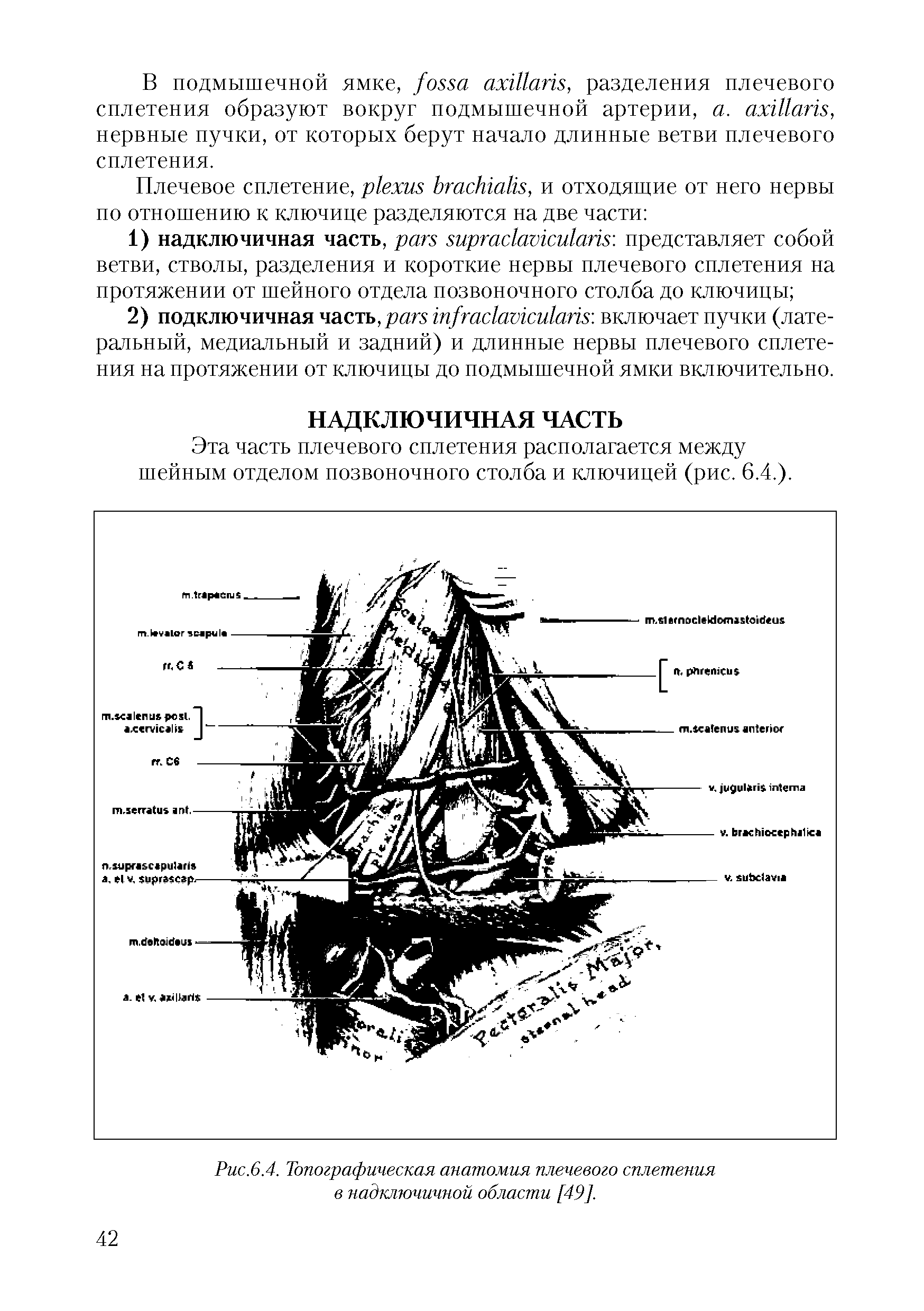 Рис.6.4. Топографическая анатомия плечевого сплетения в надключичной области [49].