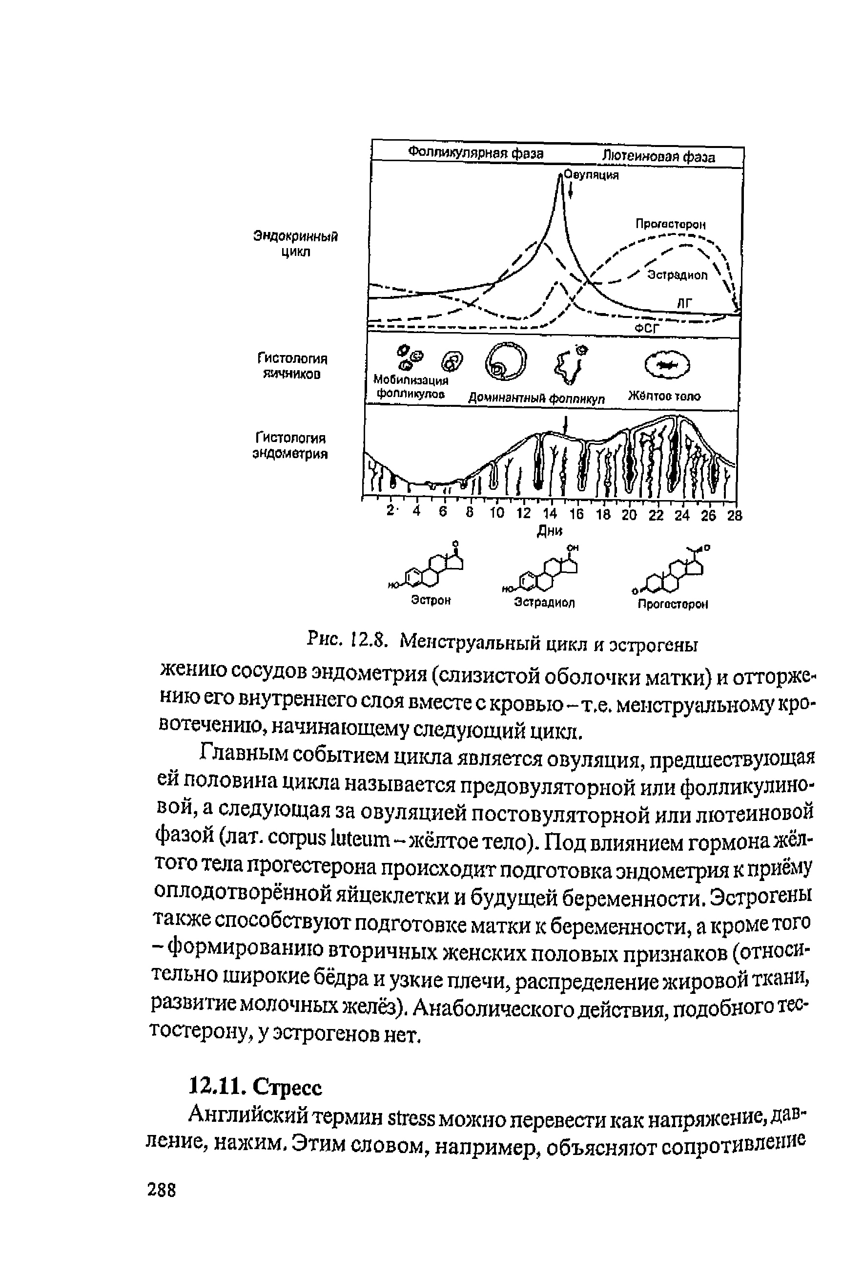 Рис. 12.8. Менструальный цикл и эстрогены жению сосудов эндометрия (слизистой оболочки матки) и отторжению его внутреннего слоя вместе с кровью - т.е. менструальному кровотечению, начинающему следующий цикл.