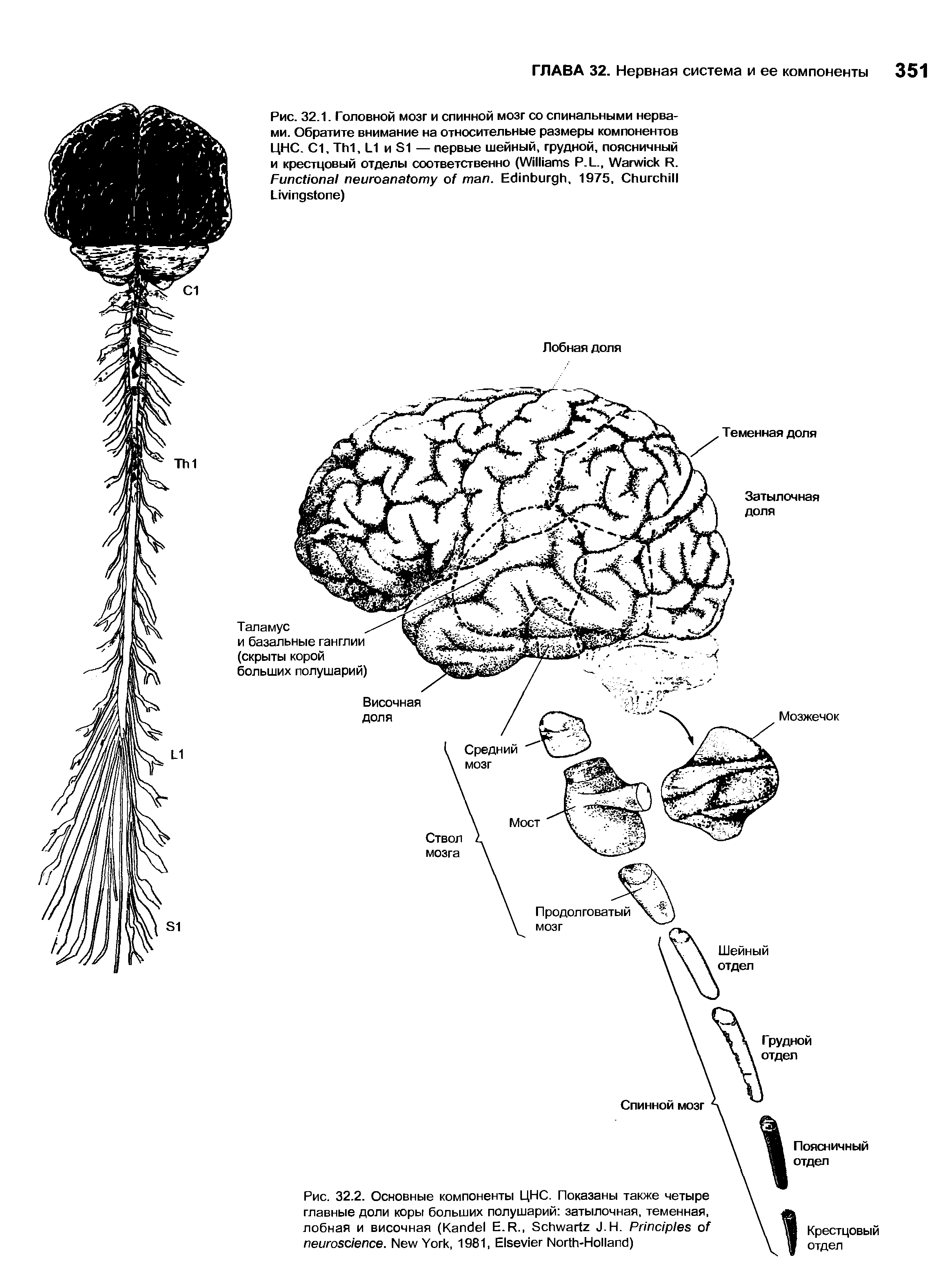 Рис. 32.2. Основные компоненты ЦНС. Показаны также четыре главные доли коры больших полушарий затылочная, теменная, лобная и височная (K E.R., S J.H. P . N Y , 1981, E N -H )...
