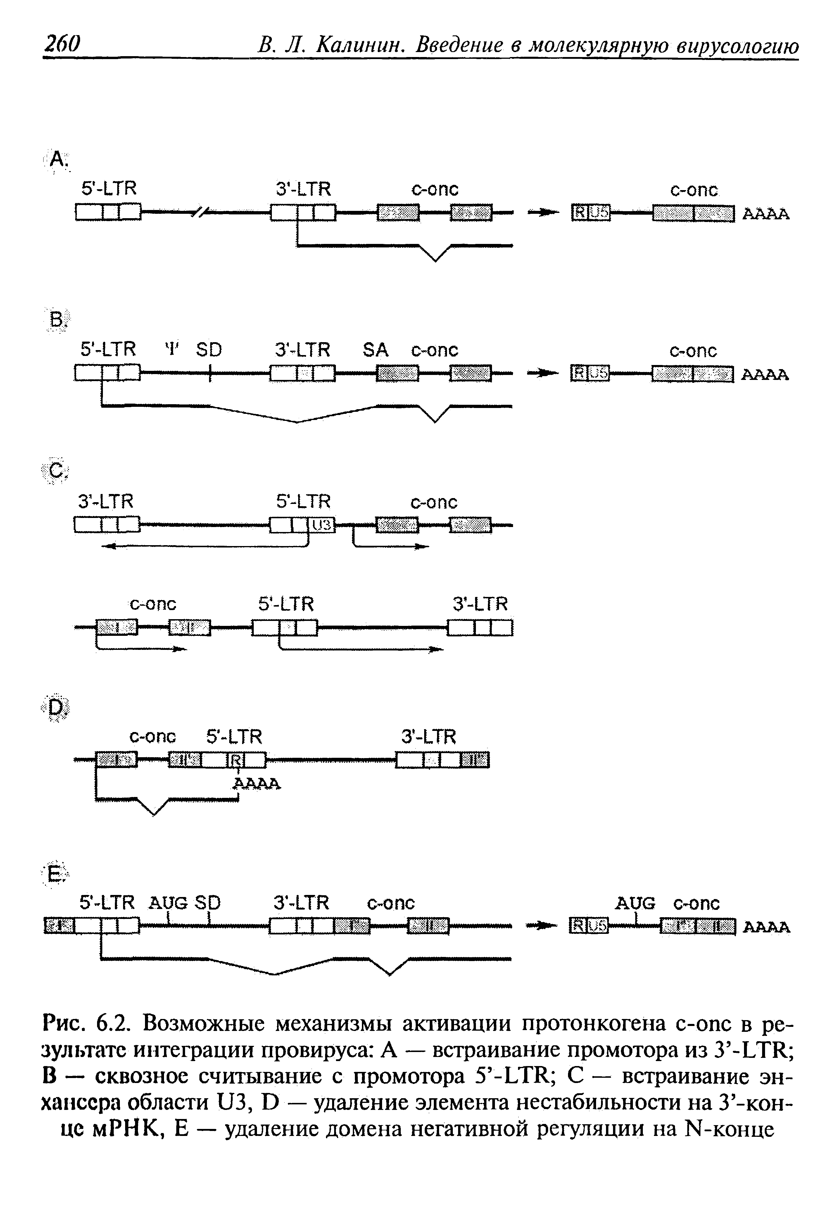 Рис. 6.2. Возможные механизмы активации протонкогена с-опс в результате интеграции провируса А — встраивание промотора из З -ЬТИ В — сквозное считывание с промотора 5 -ЬТК С — встраивание энхансера области из, О — удаление элемента нестабильности на З -кон-це мРНК, Е — удаление домена негативной регуляции на 1Ч-конце...