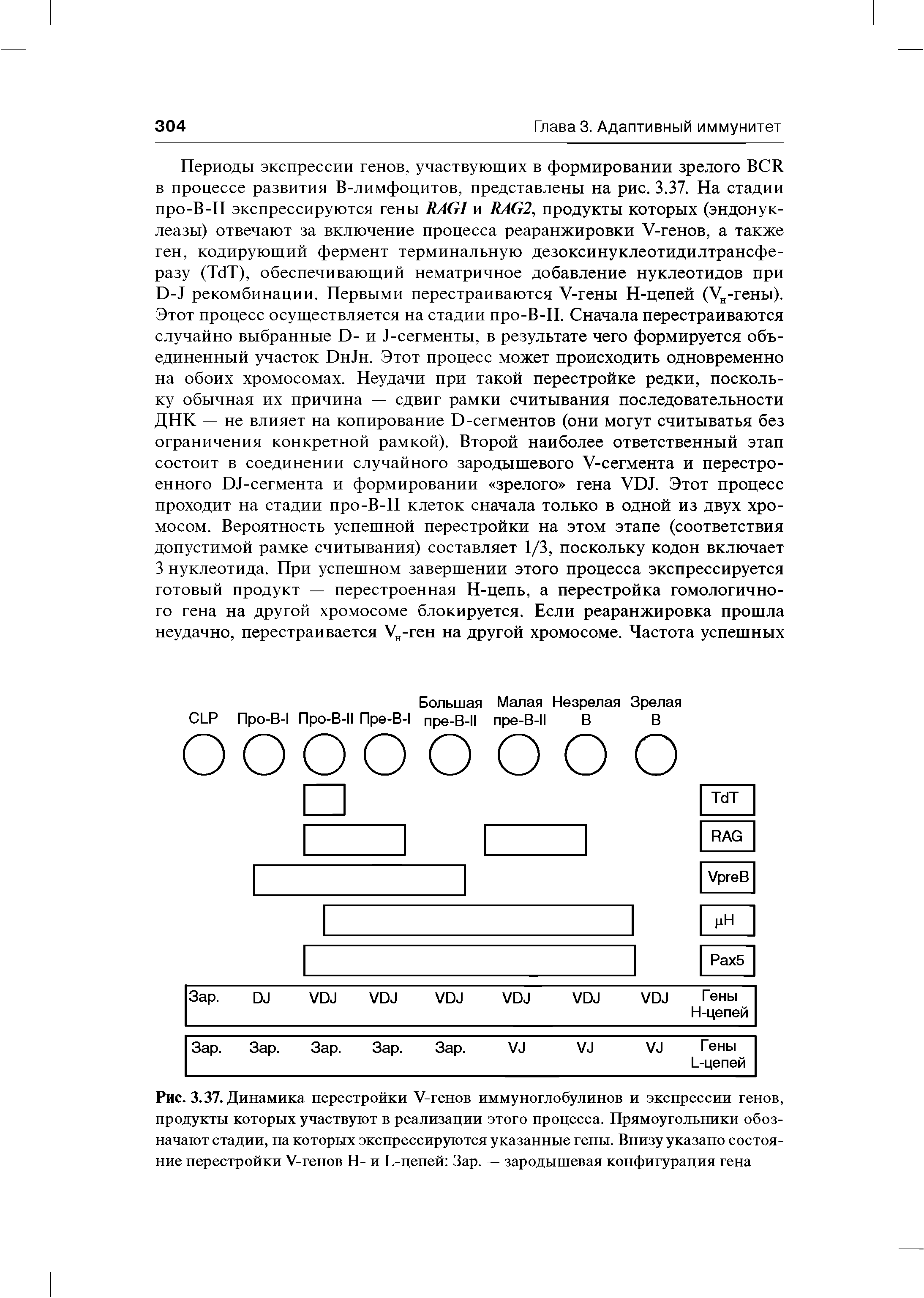 Рис. 3.37. Динамика перестройки У-генов иммуноглобулинов и экспрессии генов, продукты которых участвуют в реализации этого процесса. Прямоугольники обозначают стадии, на которых экспрессируются указанные гены. Внизу указано состояние перестройки У-генов Н- и Iцепей Зар. — зародышевая конфигурация гена...