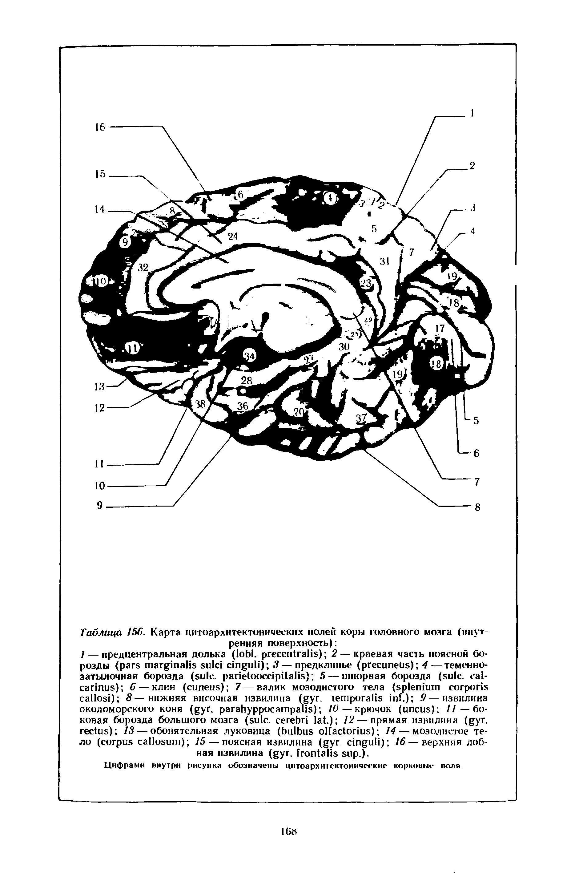 Таблица 156. Карта цитоархитектонических полей коры головного мозга (внутренняя поверхность) ...