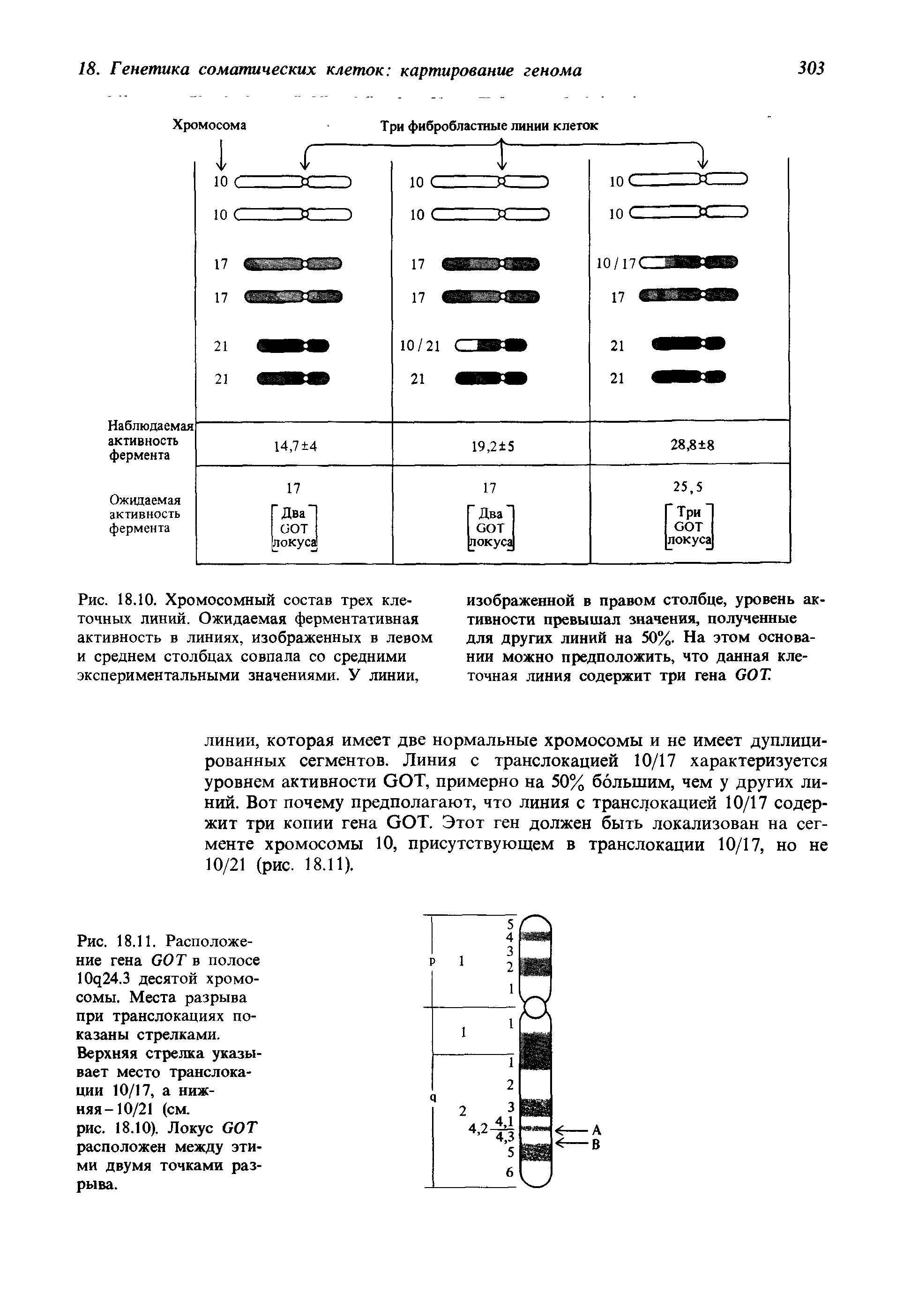 Рис. 18.10. Хромосомный состав трех клеточных линий. Ожидаемая ферментативная активность в линиях, изображенных в левом и среднем столбцах совпала со средними экспериментальными значениями. У линии,...