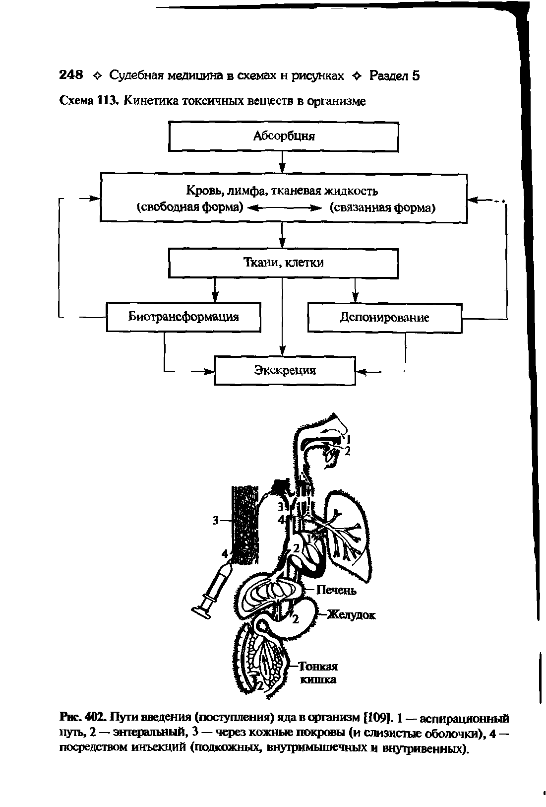 Рис. 402. Пуги введения (поступления) яда в организм [109]. 1 — аспирационный пуп , 2 — энтеральный, 3 — через кожные покровы (и слизистые оболочки), 4 — посредством инъекций (подкожных, внутримышечных и внутривенных).