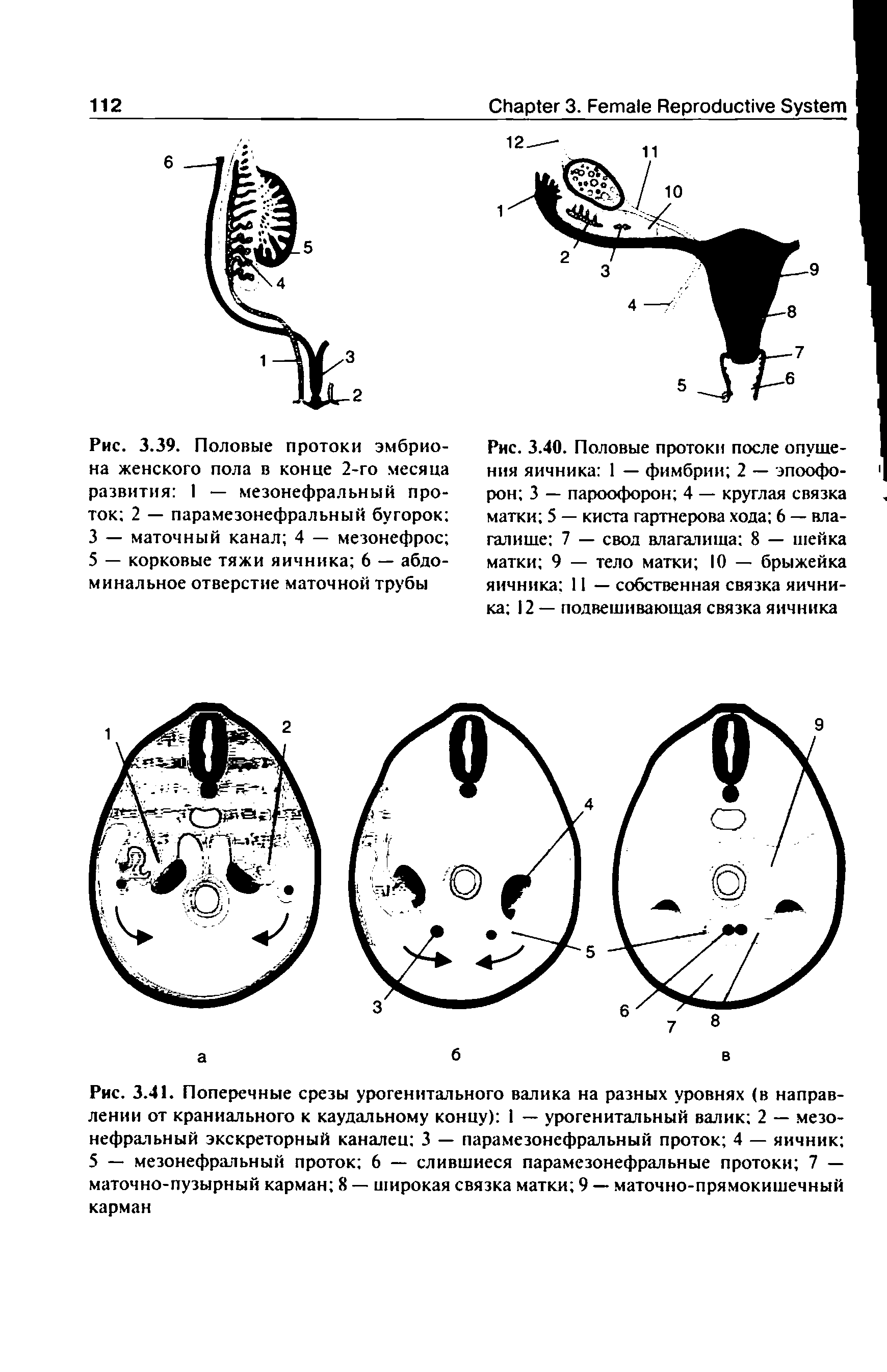 Рис. 3.40. Половые протоки после опушения яичника I — фимбрии 2 — эпоофо-рон 3 — пароофорон 4 — круглая связка матки 5 — киста гартнерова хода 6 — влагалище 7 — свод влагалища 8 — шейка матки 9 — тело матки Ю — брыжейка яичника 11 — собственная связка яичника 12 — подвешивающая связка яичника...
