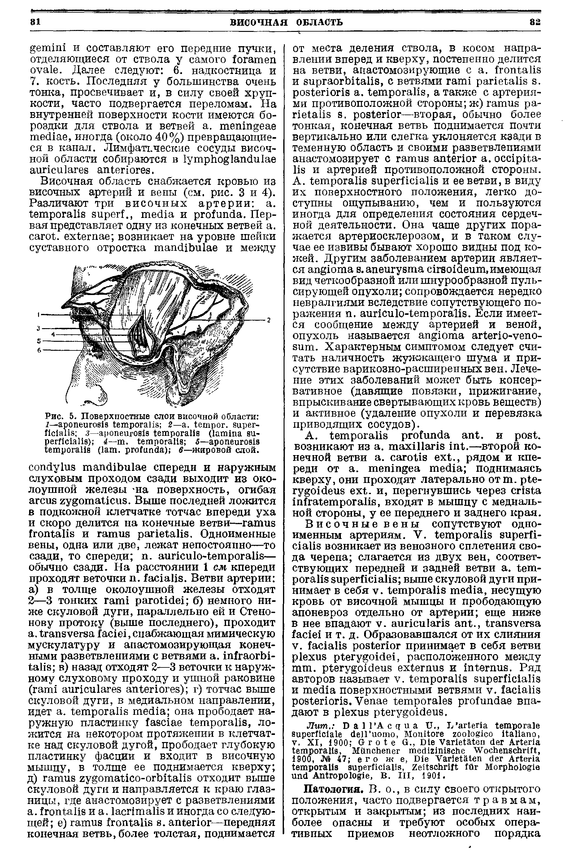 Рис. 5. Поверхностные слои височной области 2— . . - ( - ) -- . 5— ( . ) в—жировой слой.