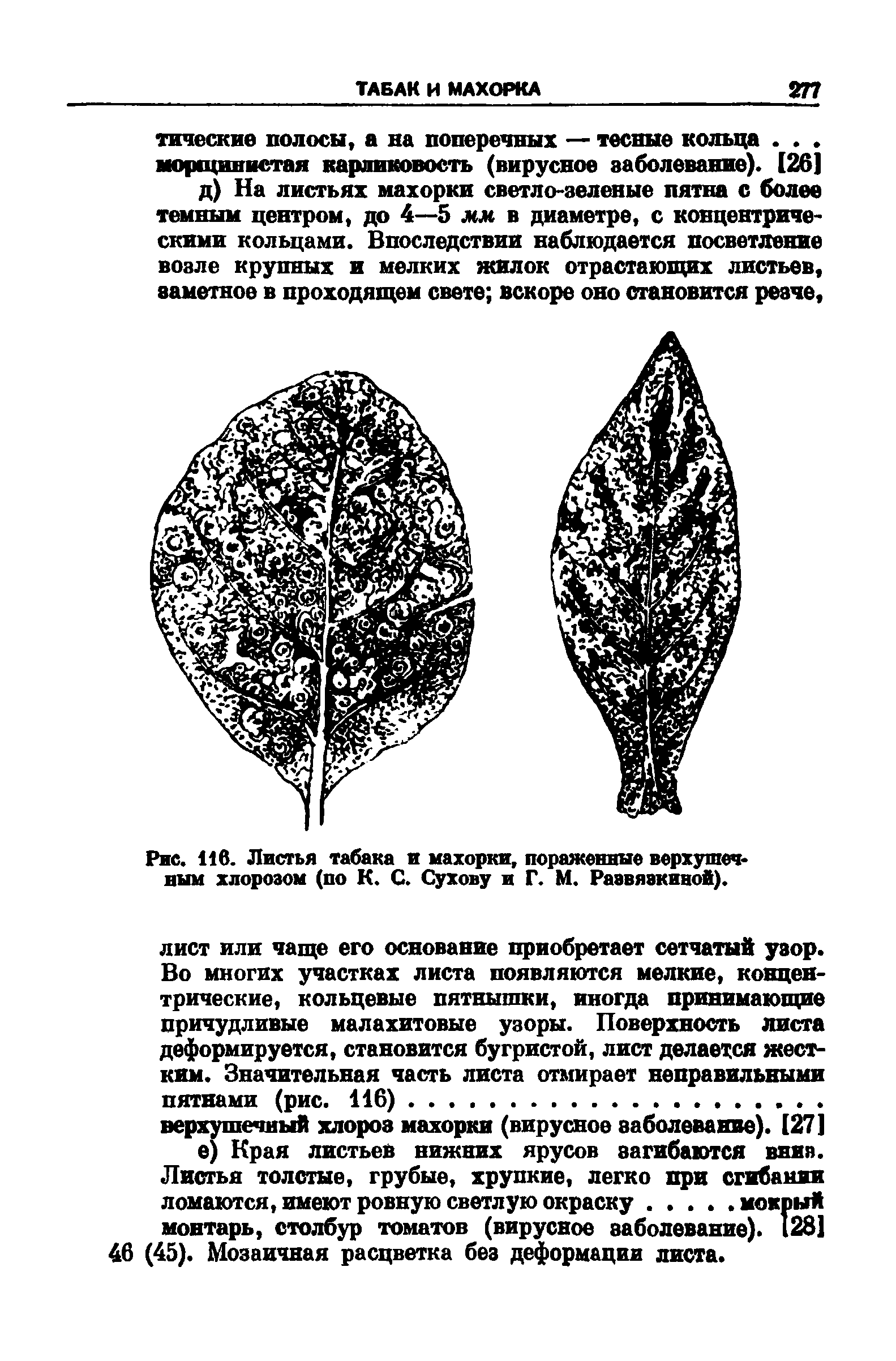 Рис. 116. Листья табака и махорки, пораженные верхушечным хлорозом (по К. С. Сухову и Г. М. Раавяакиной).