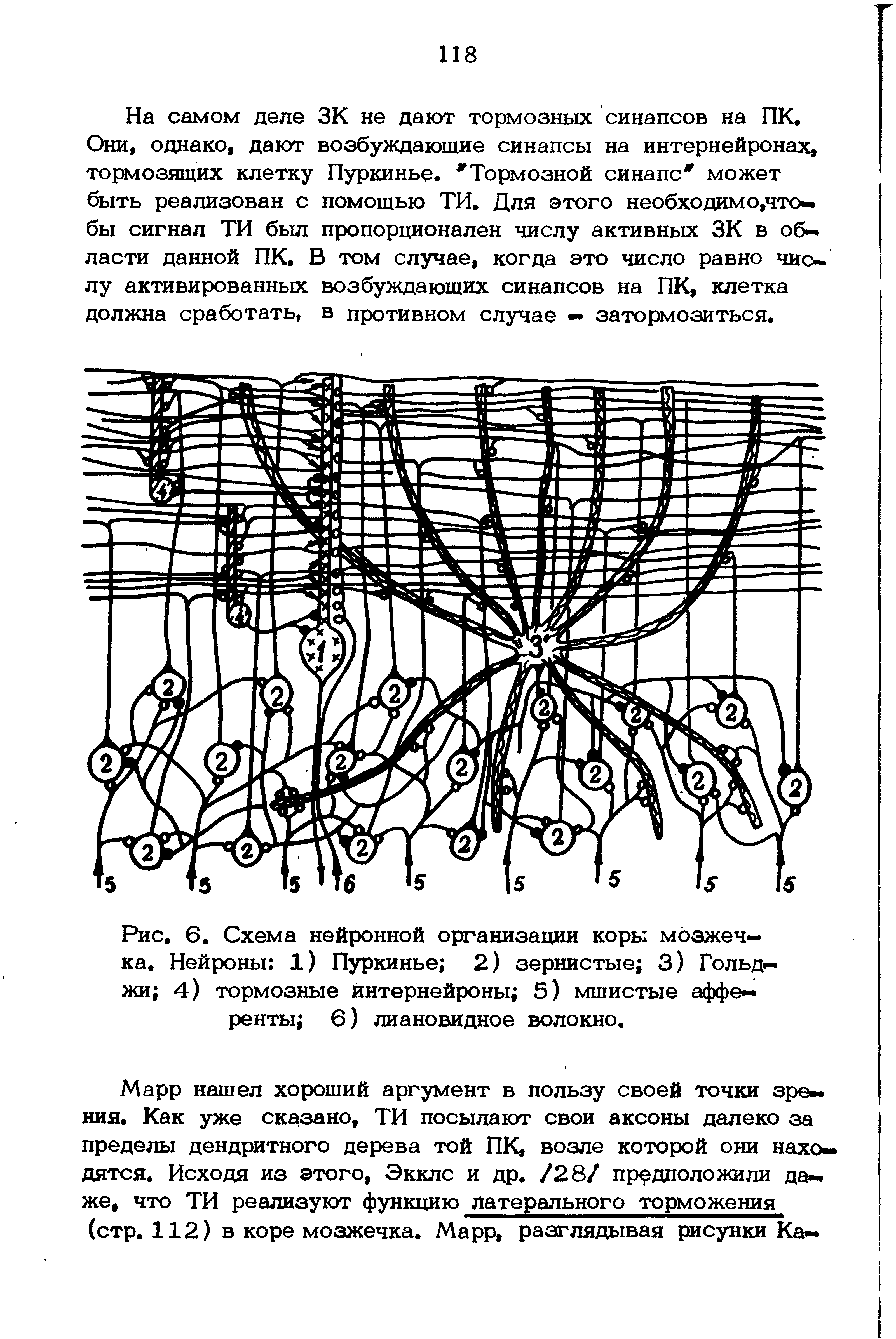 Рис. 6. Схема нейронной организации коры мозжечка. Нейроны 1) Пуркинье 2) зернистые 3) Гольджи 4) тормозные интернейроны 5) мшистые афференты 6) лиановидное волокно.