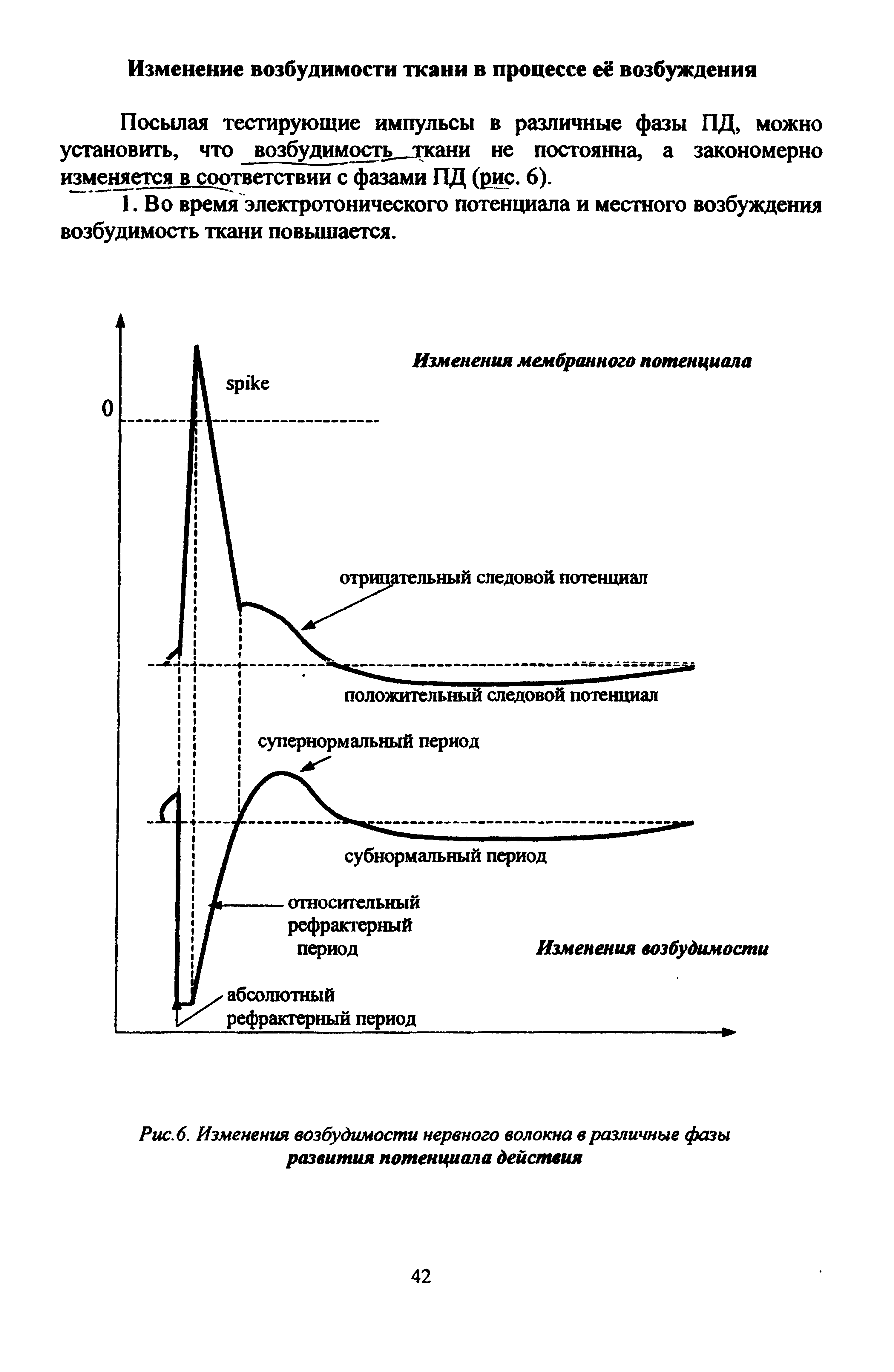 Рис. 6. Изменения возбудимости нервного волокна в различные фазы развития потенциала действия...