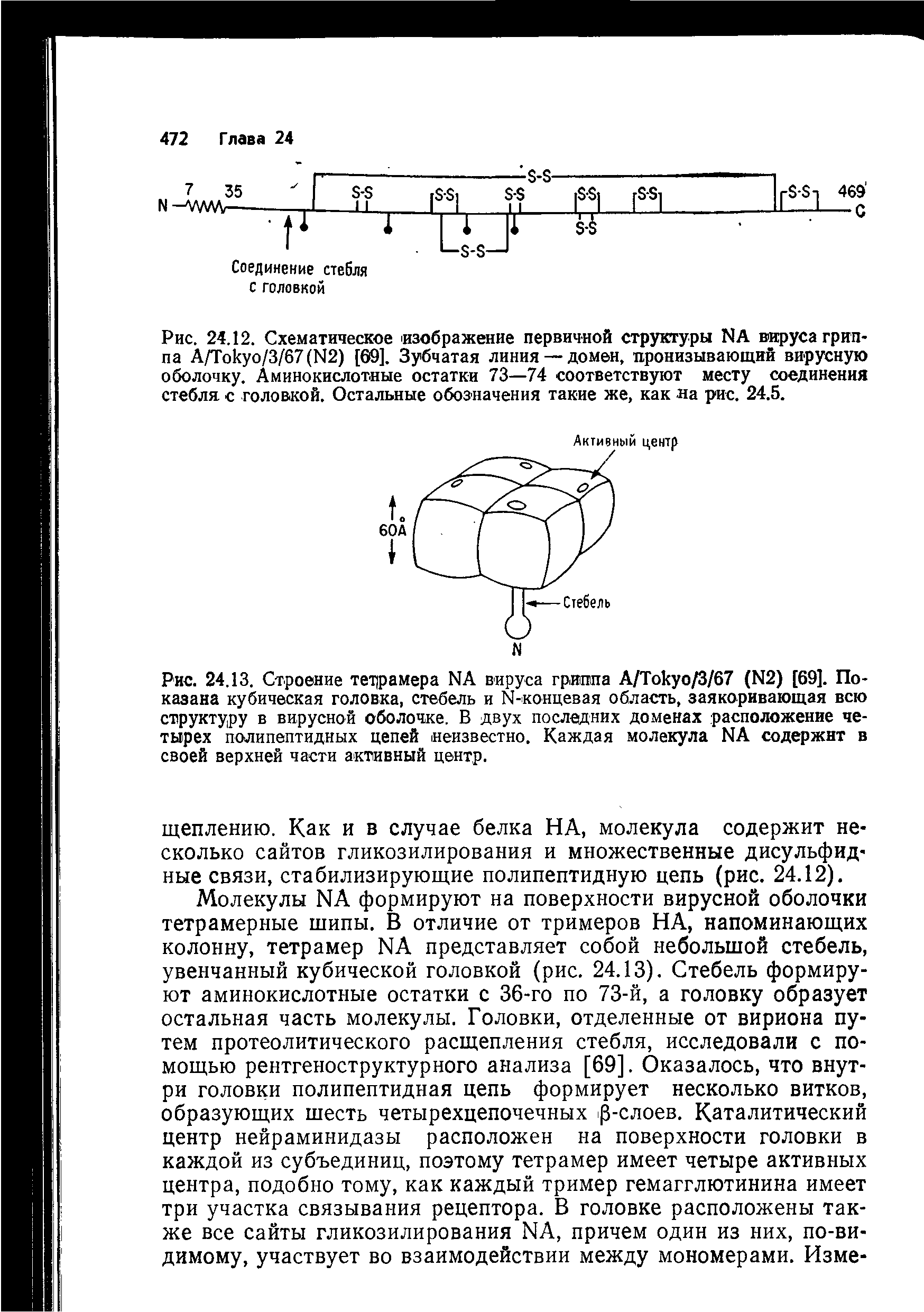 Рис. 24.13. Строение тетрамера ЫА вируса гриппа А/Току 0/3/67 (N2) [69]. Показана кубическая головка, стебель и Й-концевая область, заякоривающая всю структуру в вирусной оболочке. В двух последних доменах расположение четырех полипептидных цепей неизвестно. Каждая молекула КА содержит в своей верхней части активный центр.