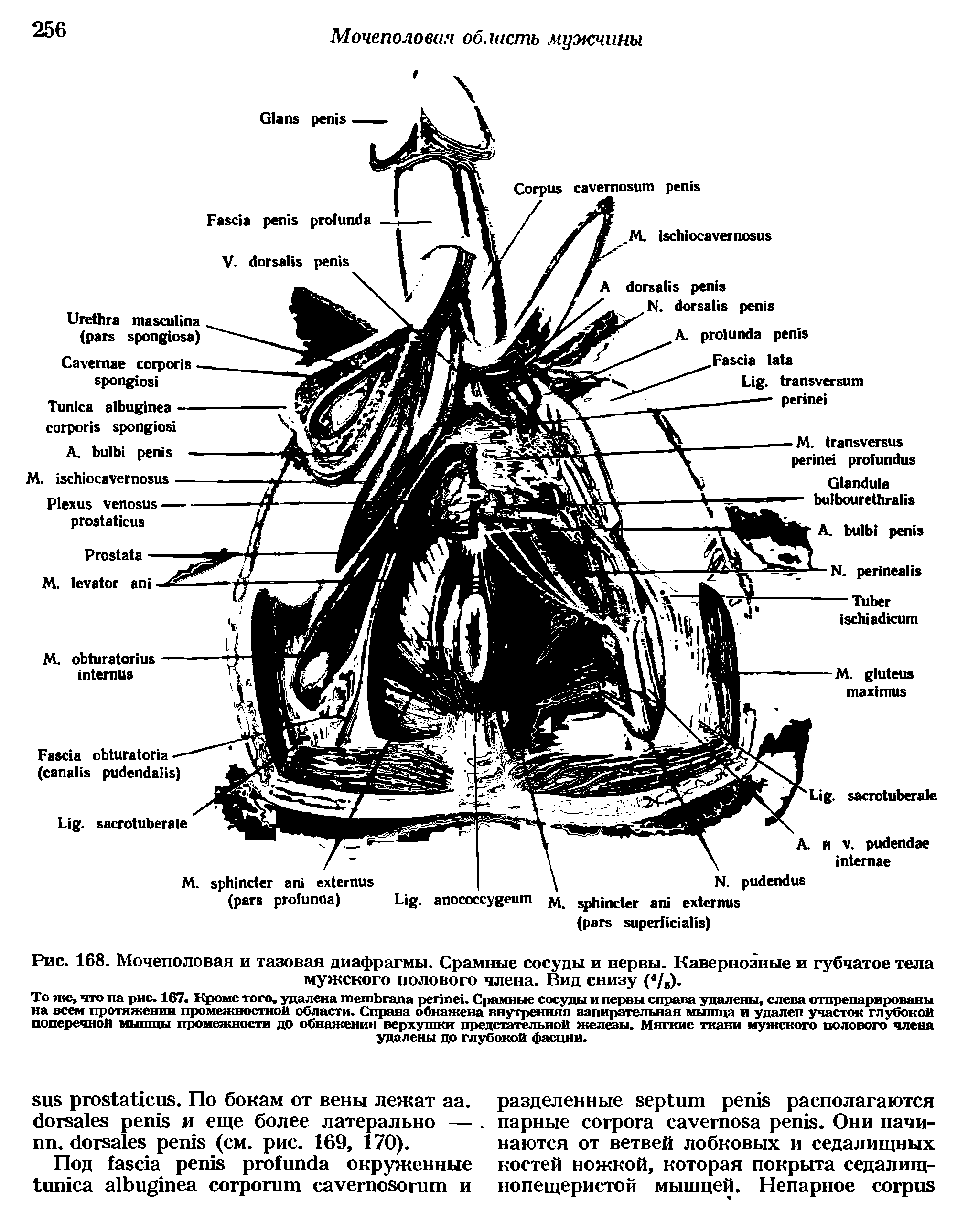 Рис. 168. Мочеполовая и тазовая диафрагмы. Срамные сосуды и нервы. Кавернозные и губчатое тела мужского полового члена. Вид снизу (4/в)-...