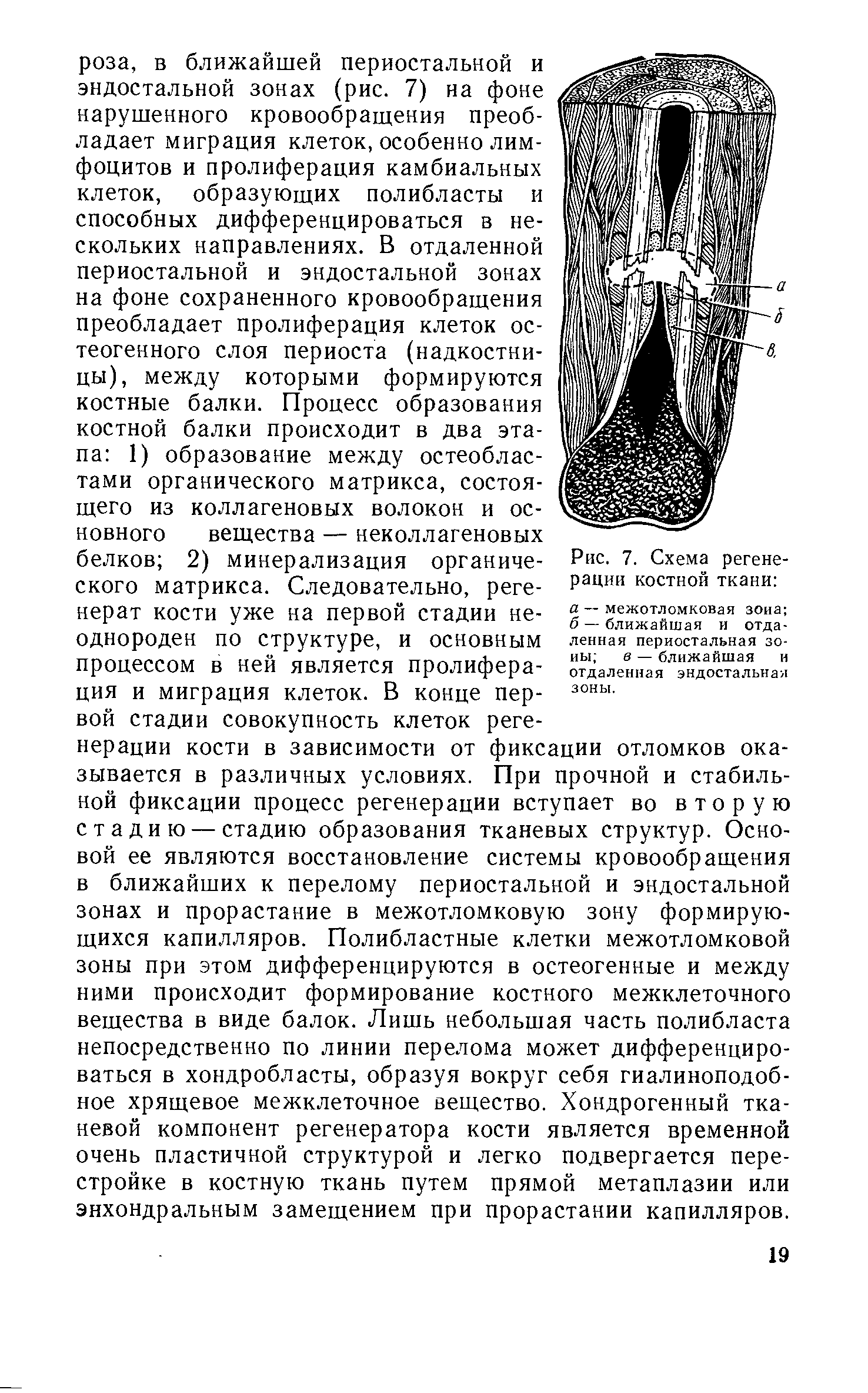 Рис. 7. Схема регенерации костной ткани а — межотломковая зона б —ближайшая и отдаленная периостальная зоны в — ближайшая и отдаленная эндостальная зоны.