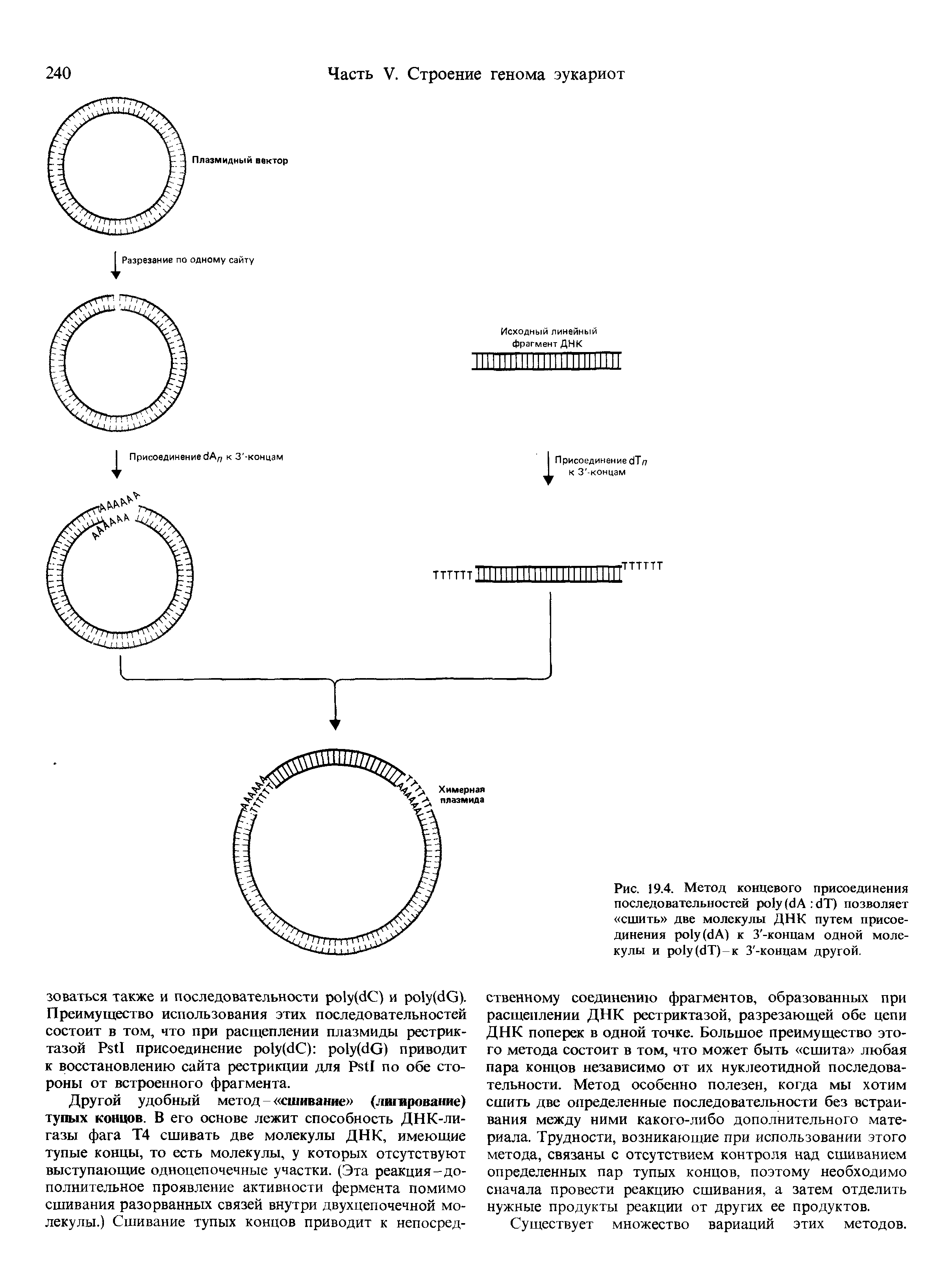 Рис. 19.4. Метод концевого присоединения последовательностей ( А T) позволяет сшить две молекулы ДНК путем присоединения ( A) к З -концам одной молекулы и ( T)-K З -концам другой.